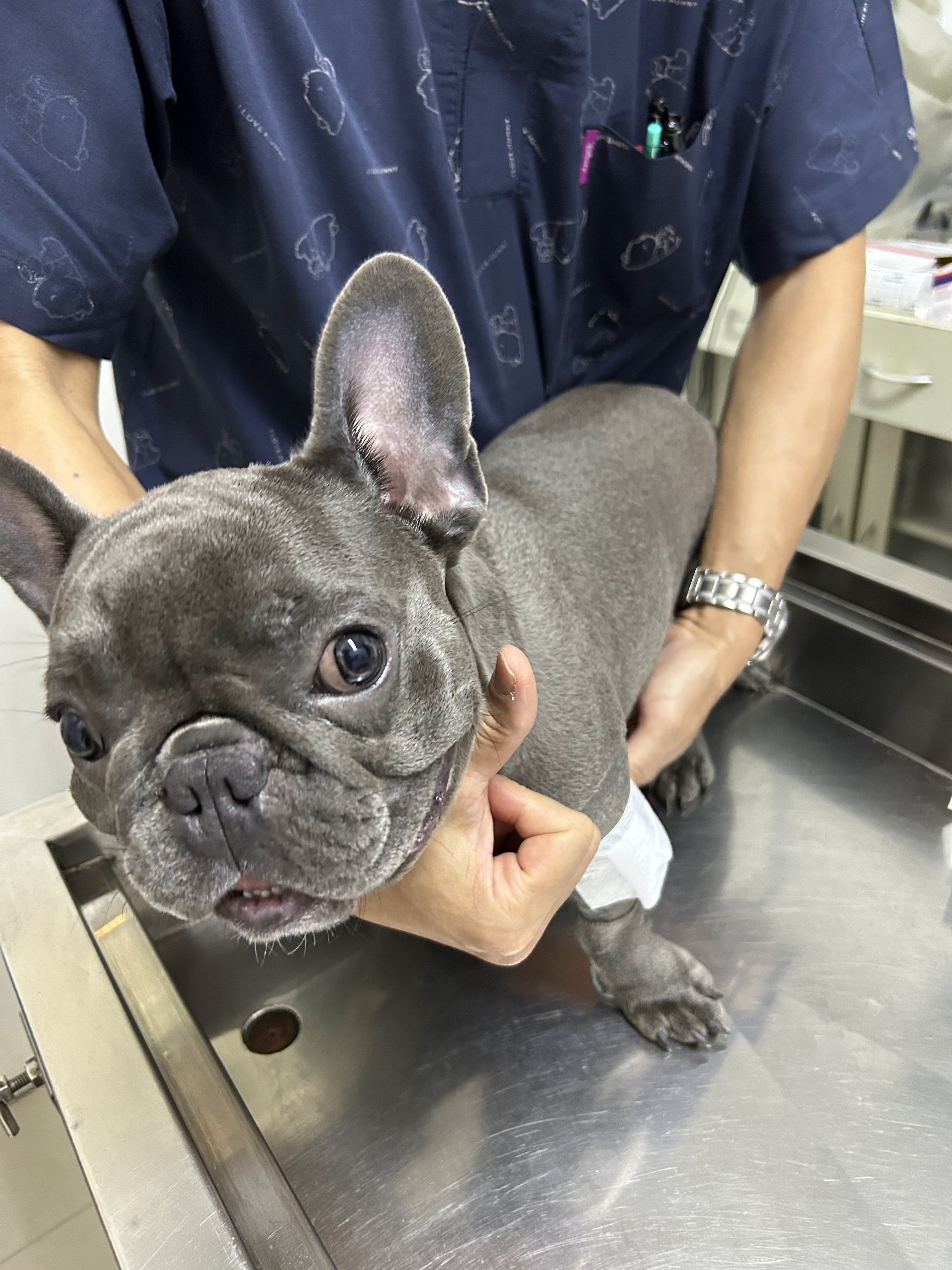 Piamsuk Animal Hospital