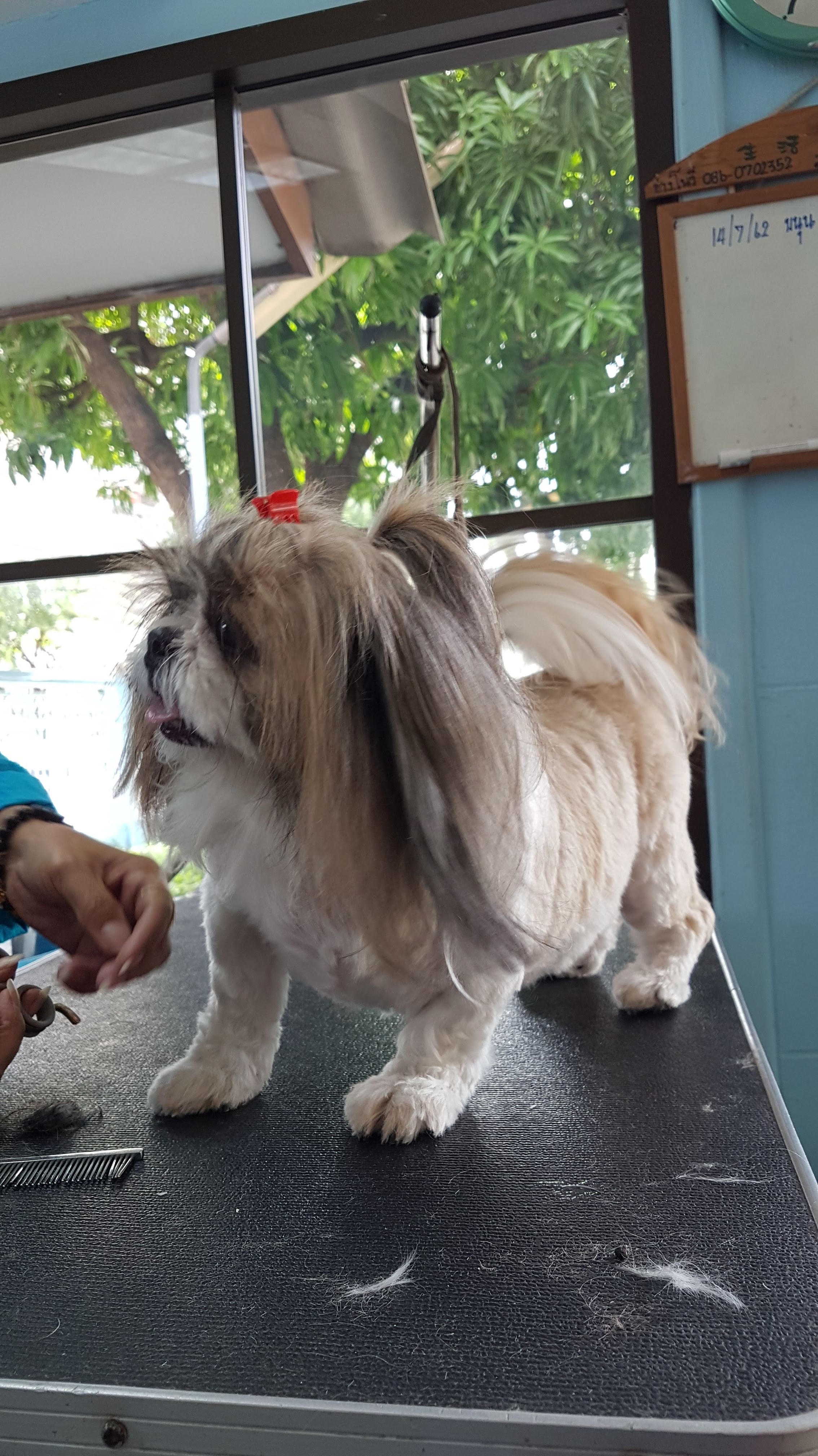 Pradiphat Animal Hospital 2