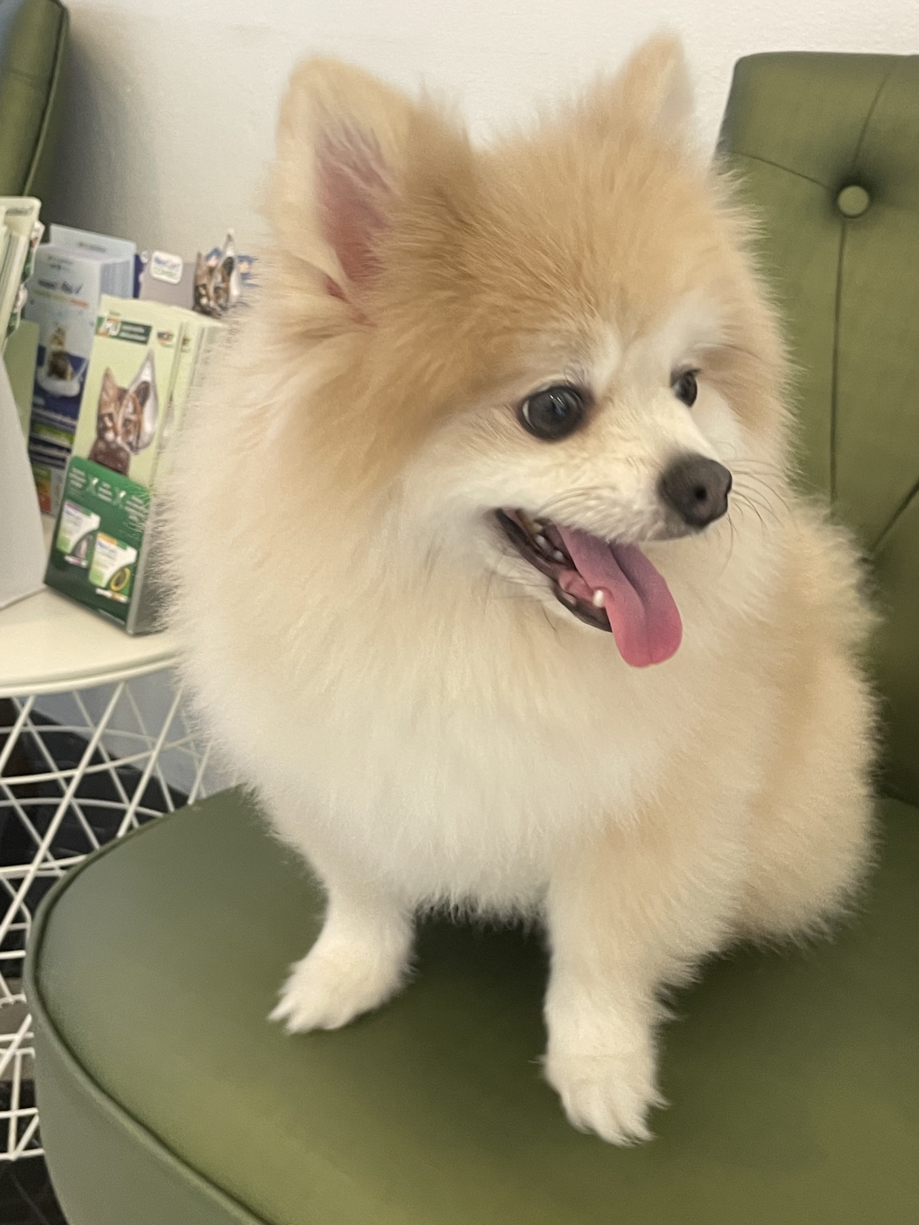 Prawet Pet Hospital