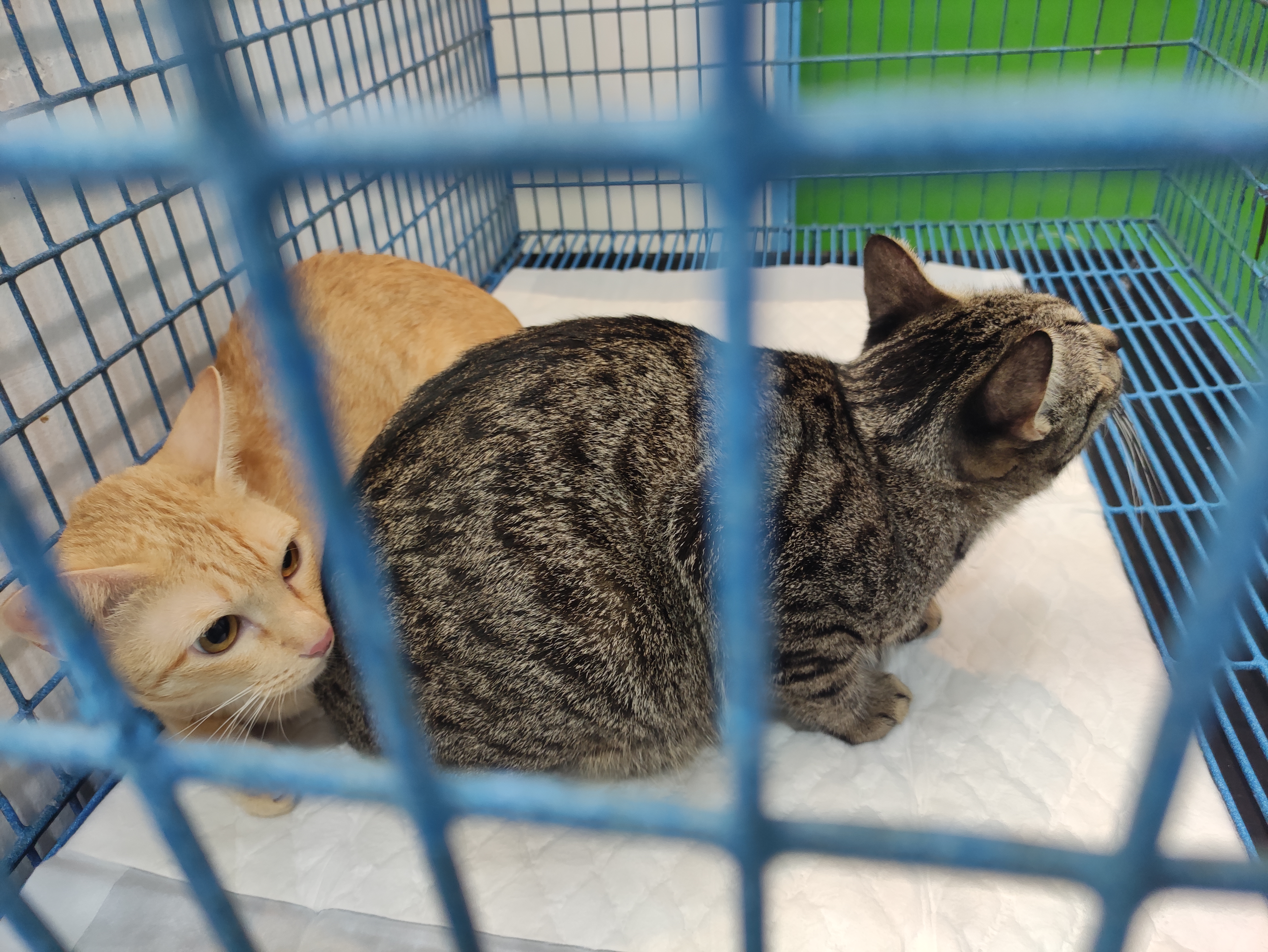 Puean Satueang Pet Clinic - Krungthep Non 35