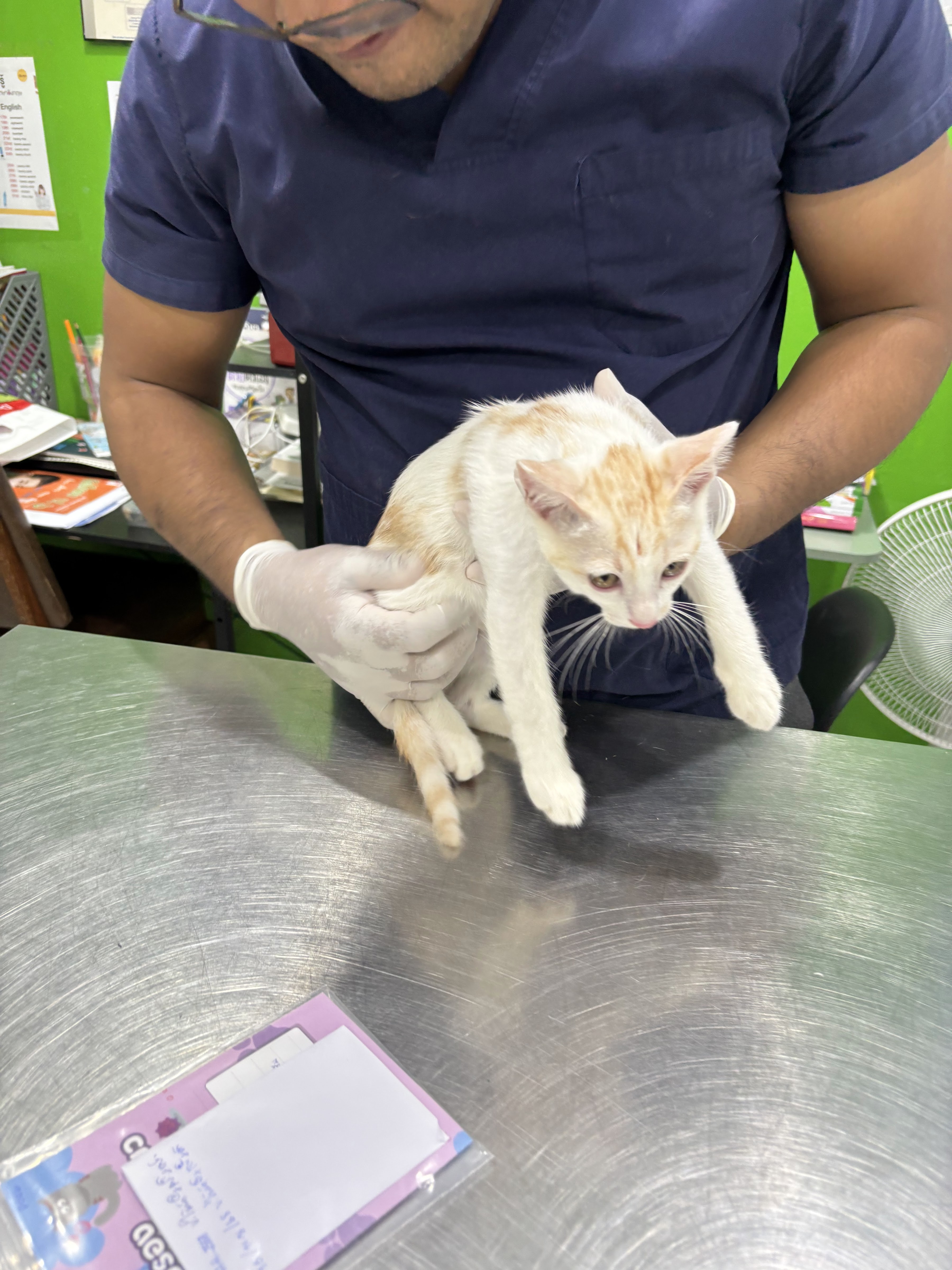 Puean Satueang Pet Clinic - Krungthep Non 35