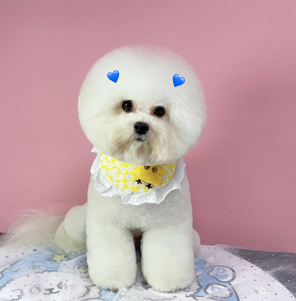 PuppyCandy Pet Shop & Salon