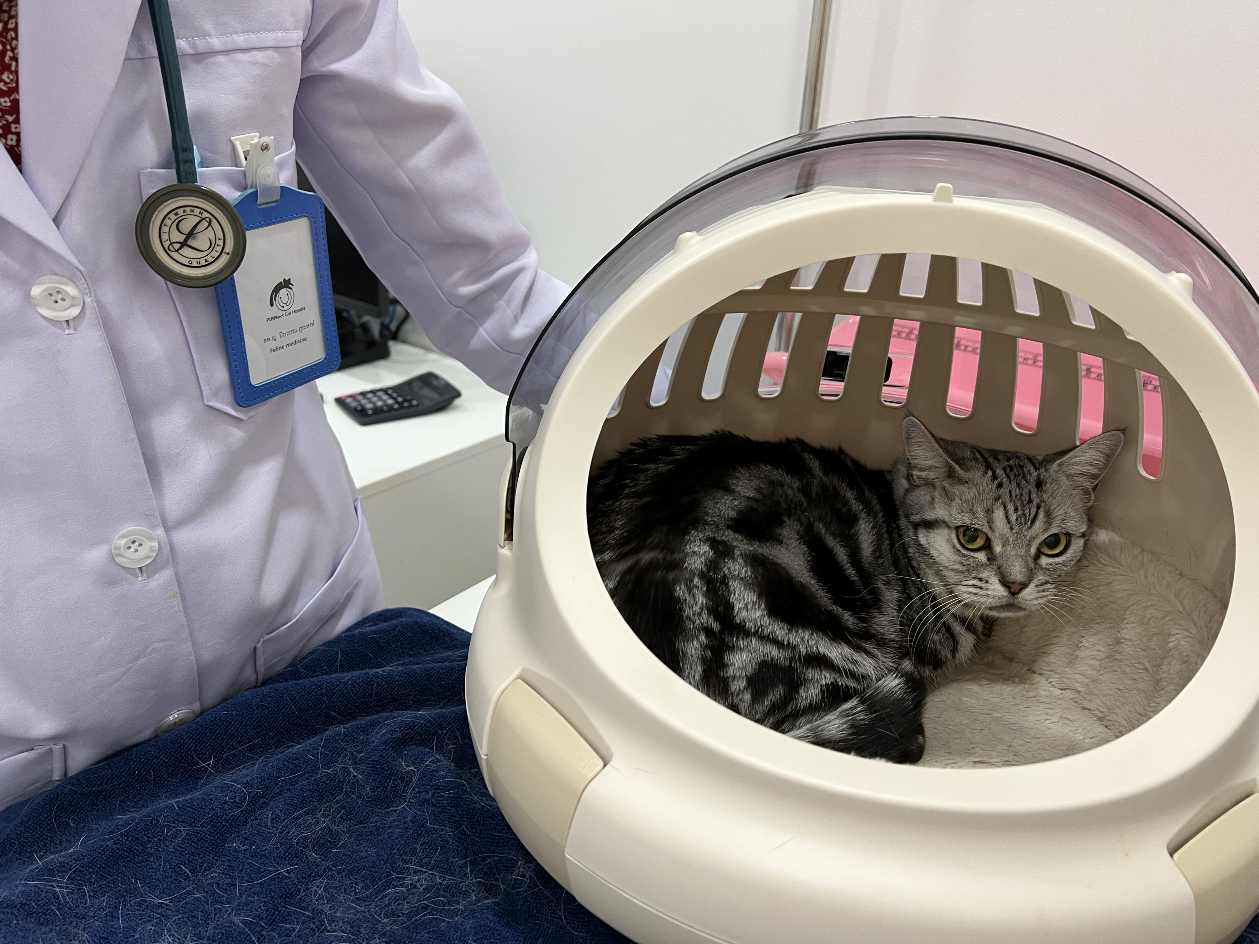 PURRfect Cat Hospital