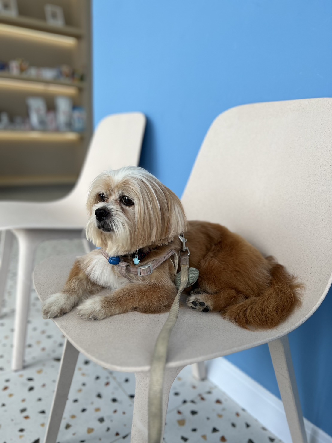 Purring Pet Vet Clinic