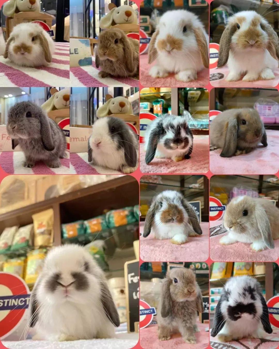 Rabbit instinct