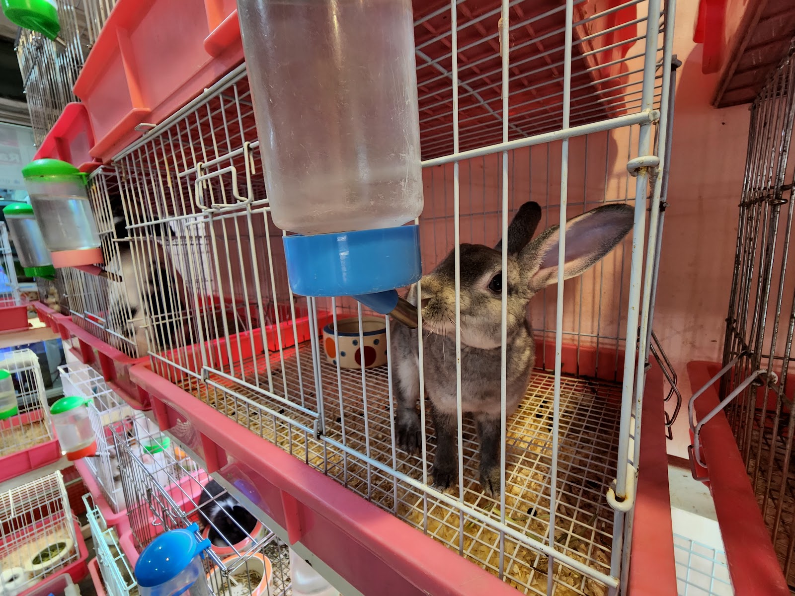 Rabbit instinct