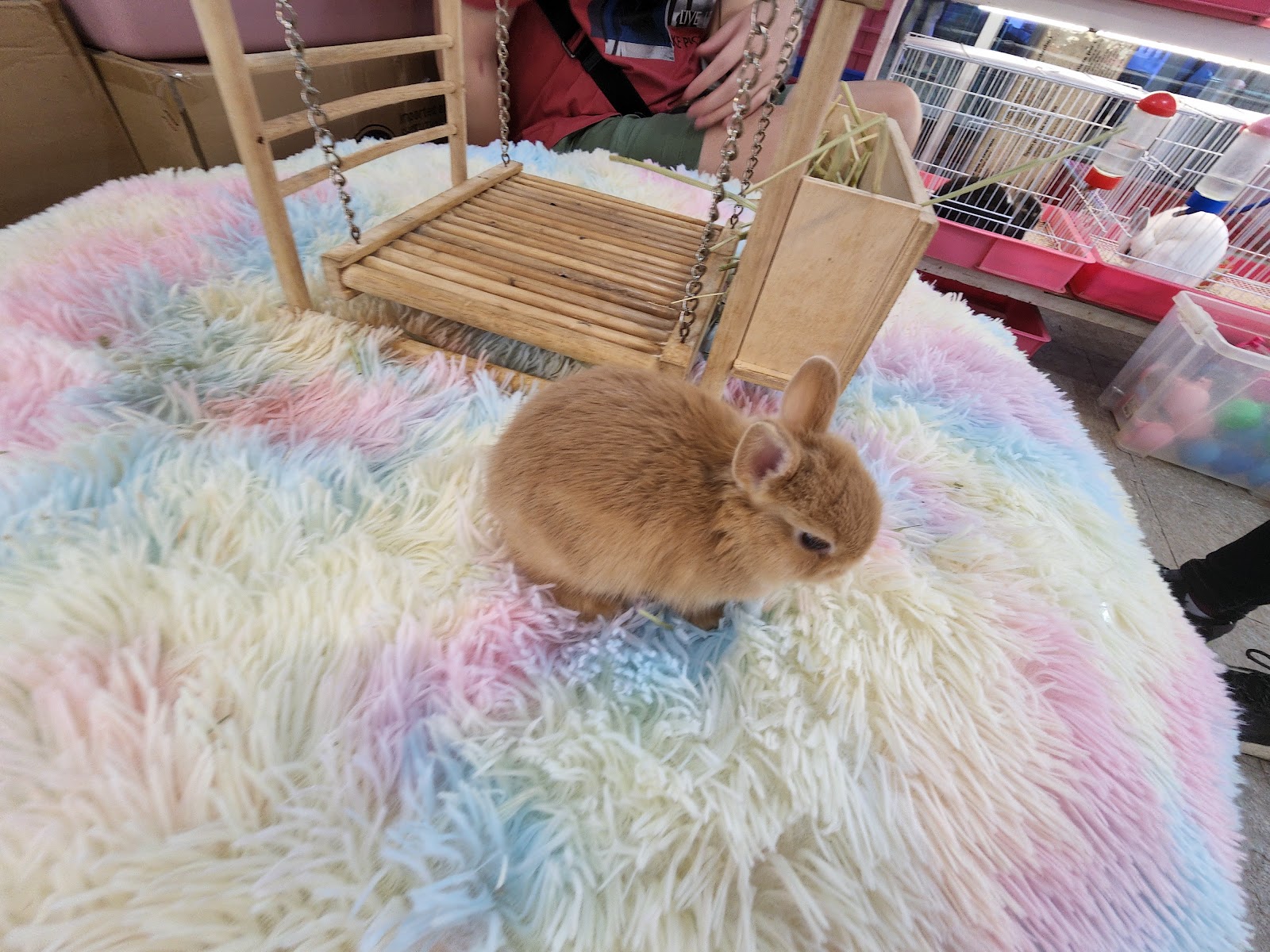Rabbit instinct