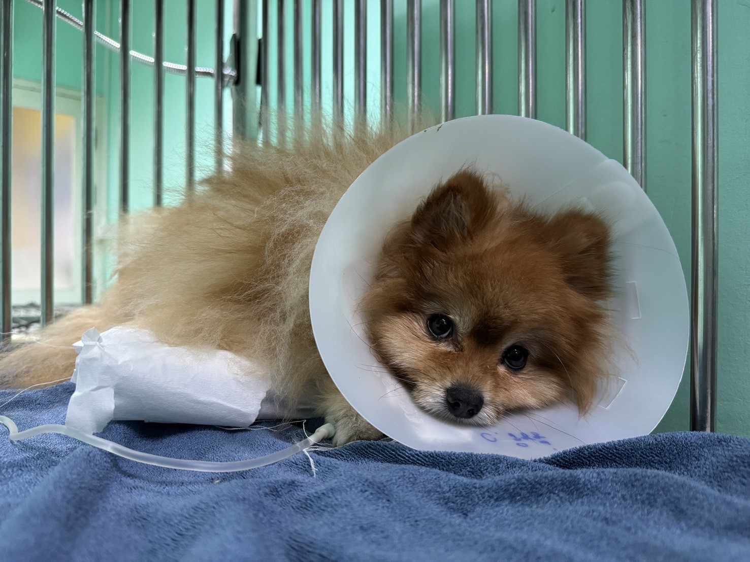 Rainy Pet Clinic