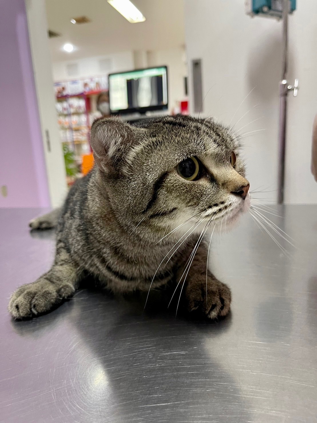 Rat Pattana Animal Hospital