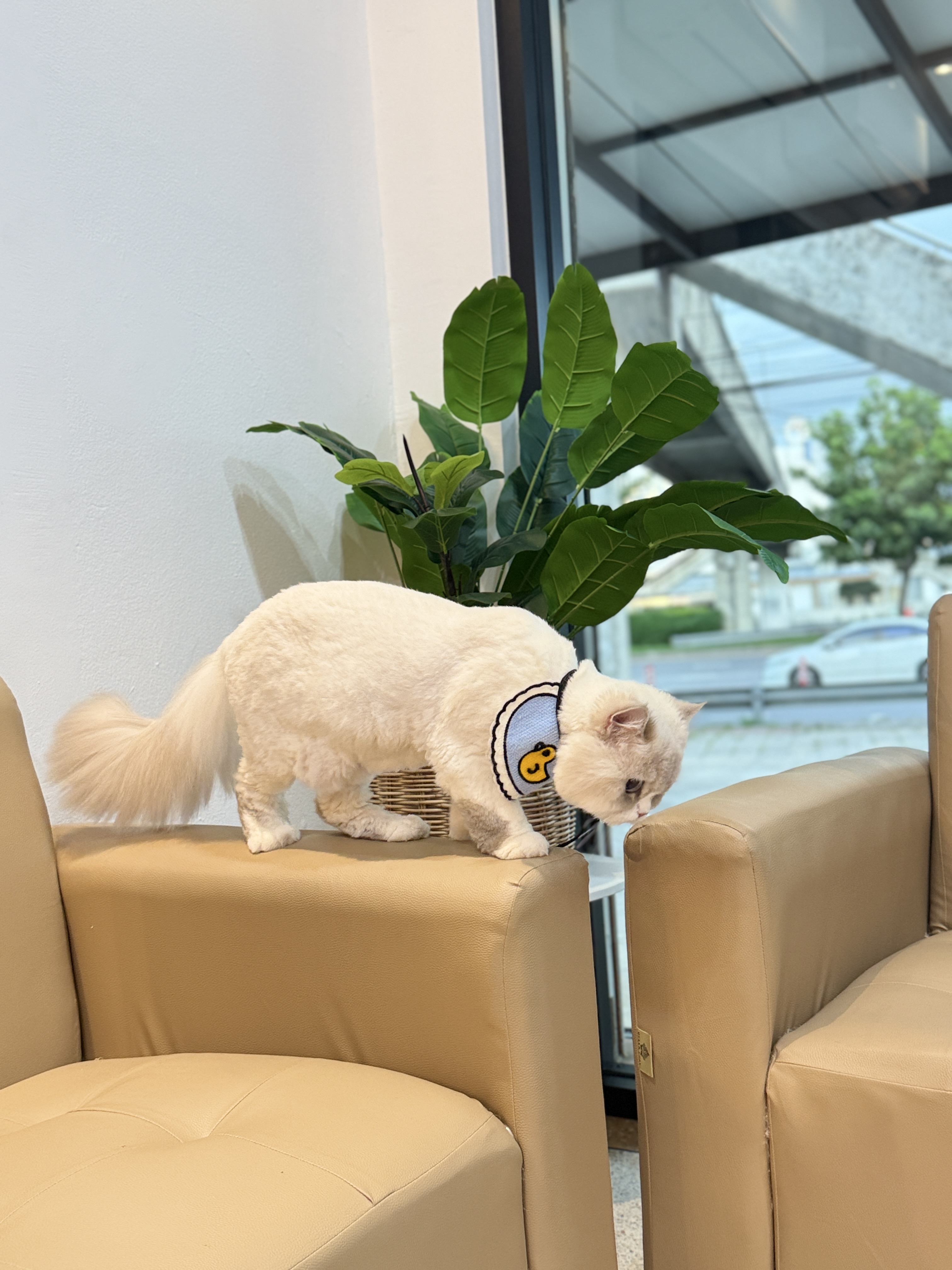 RTB Pet Clinic