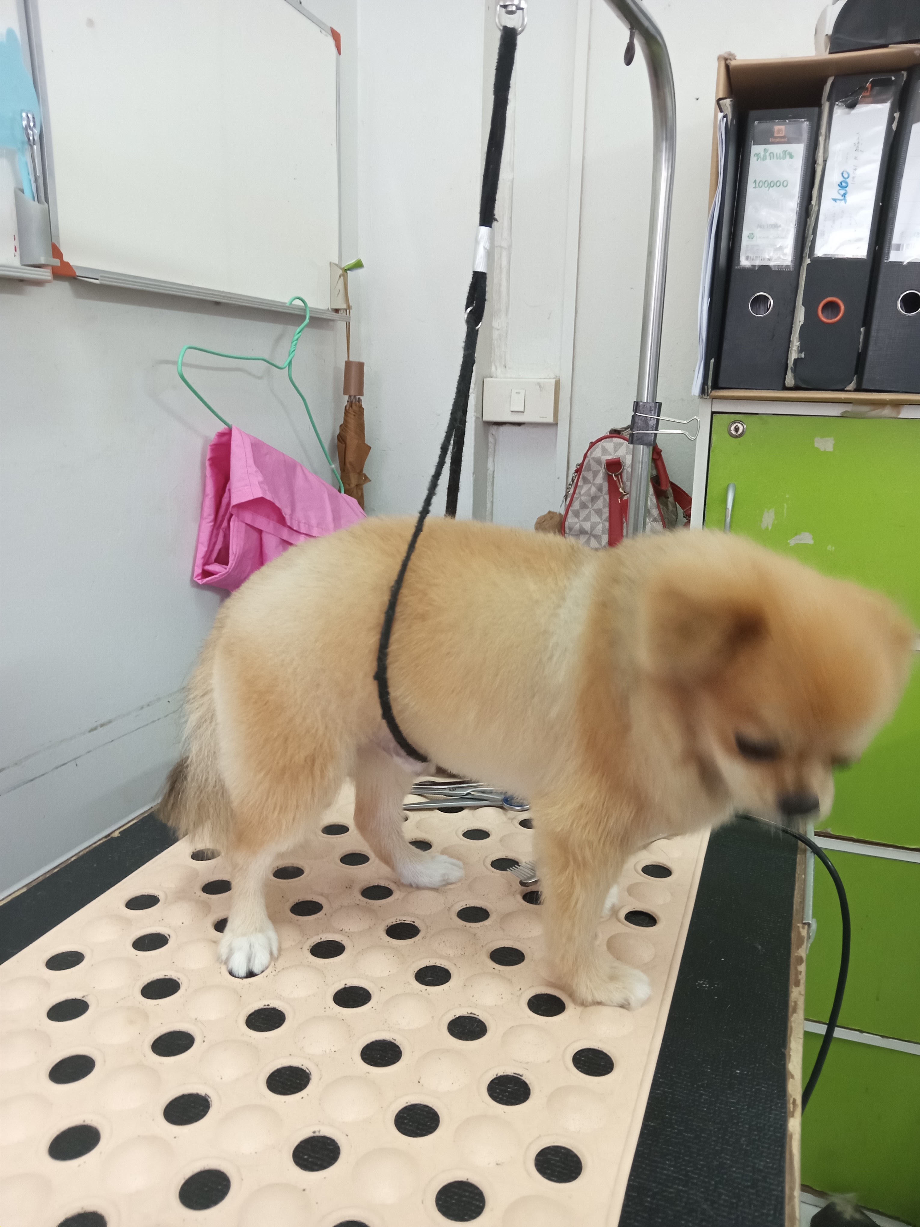 Saimai Vet Clinic