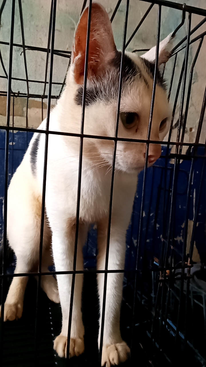 Sena Pet Clinic