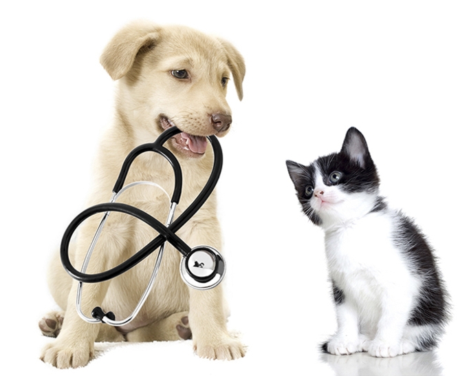 Smile Dog Vet Clinic 2