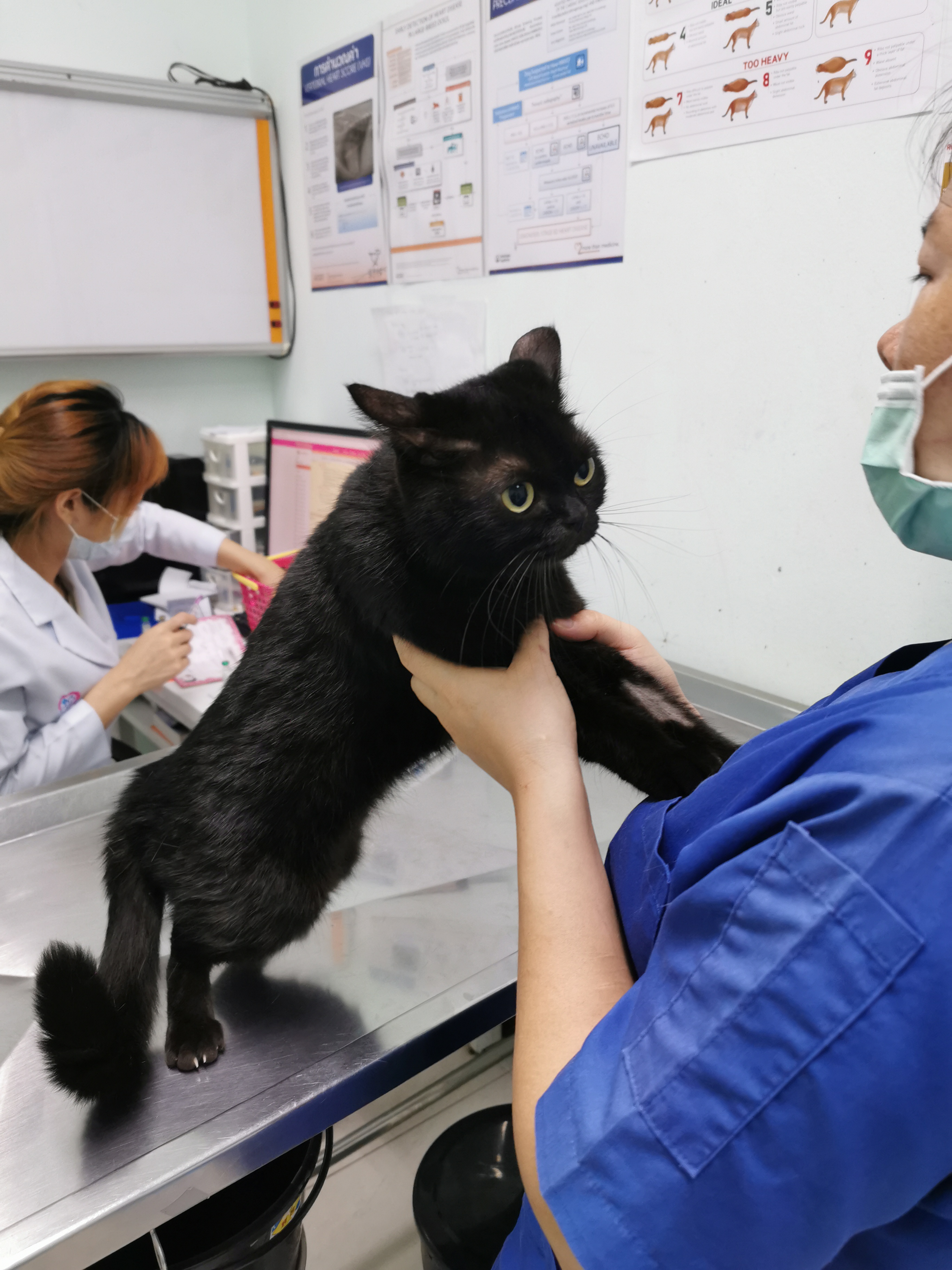 Sri Trang Agricultural Animal Hospital, Lat Pla Kao Branch