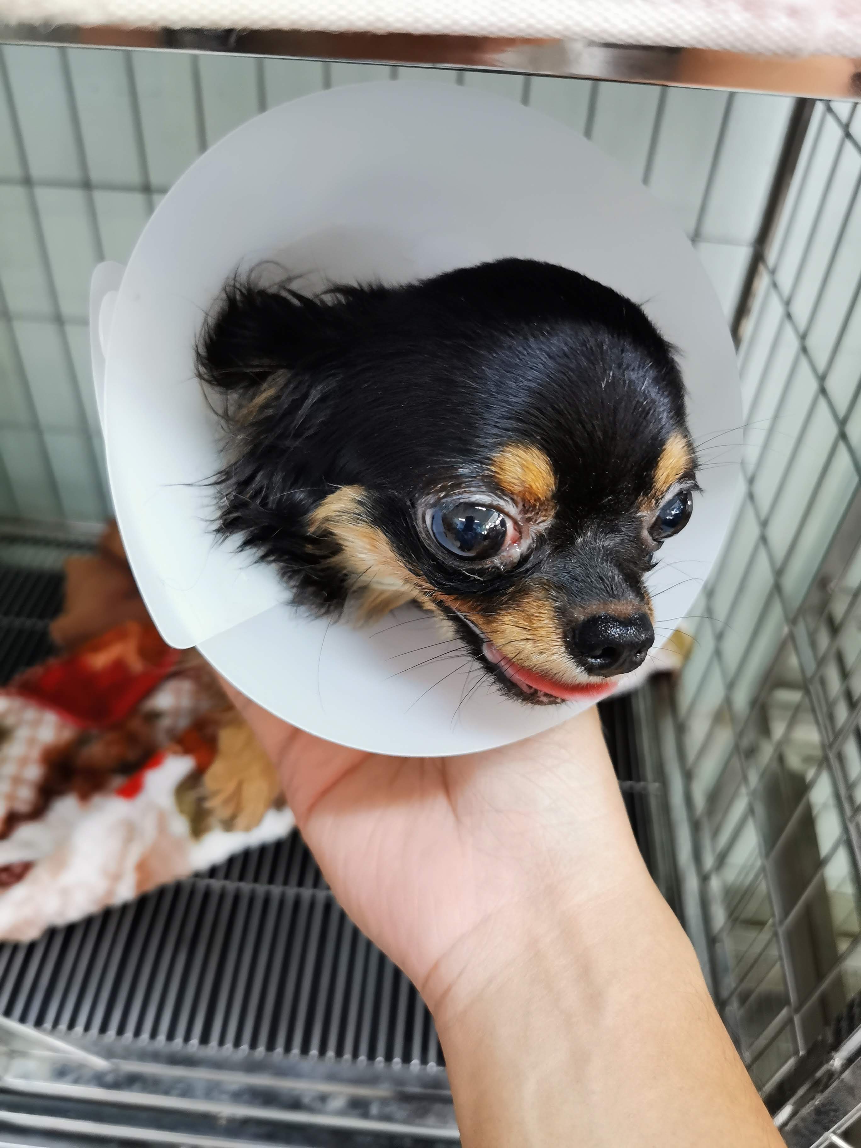 Sri Trang Agricultural Animal Hospital, Lat Pla Kao Branch