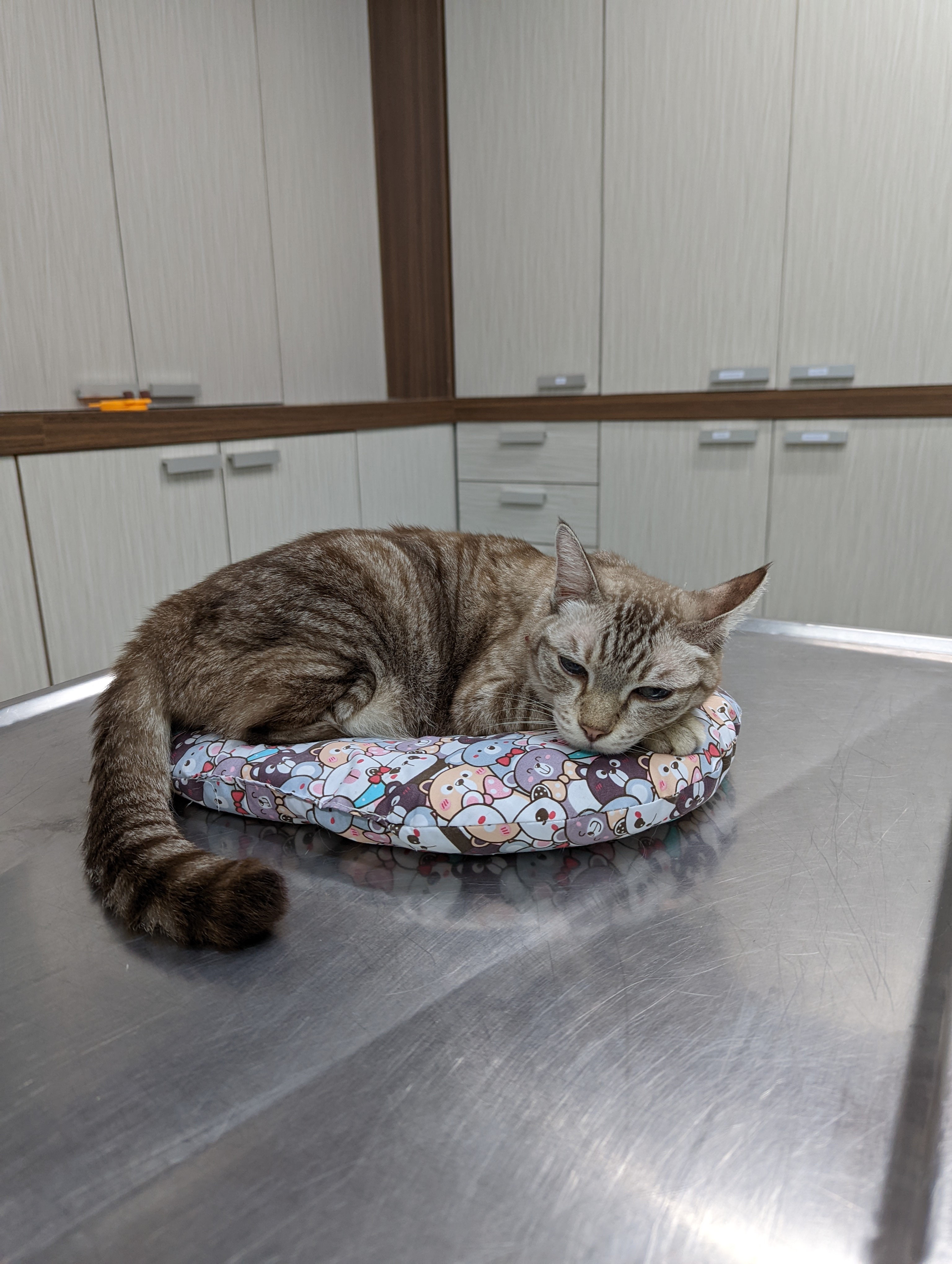 Sukhumvit 49 Veterinary Hospital