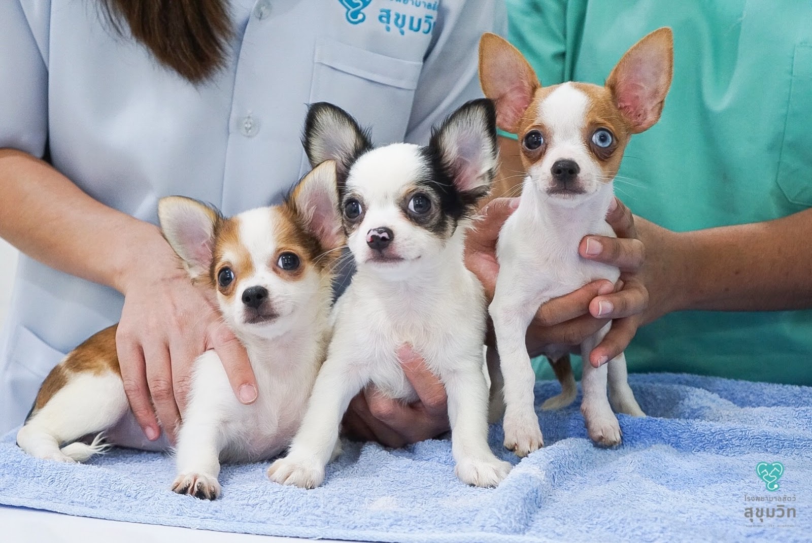 SUKHUMVIT PET HOSPITAL