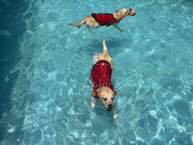 Summer Dog Pool