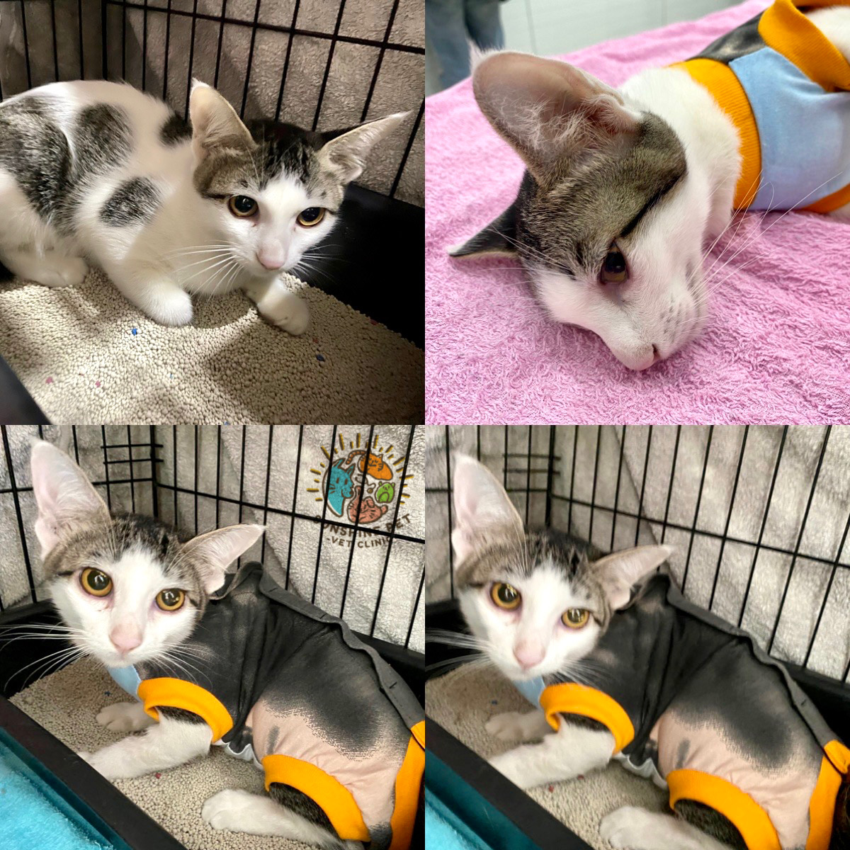 Sunshine Pet Vet Clinic