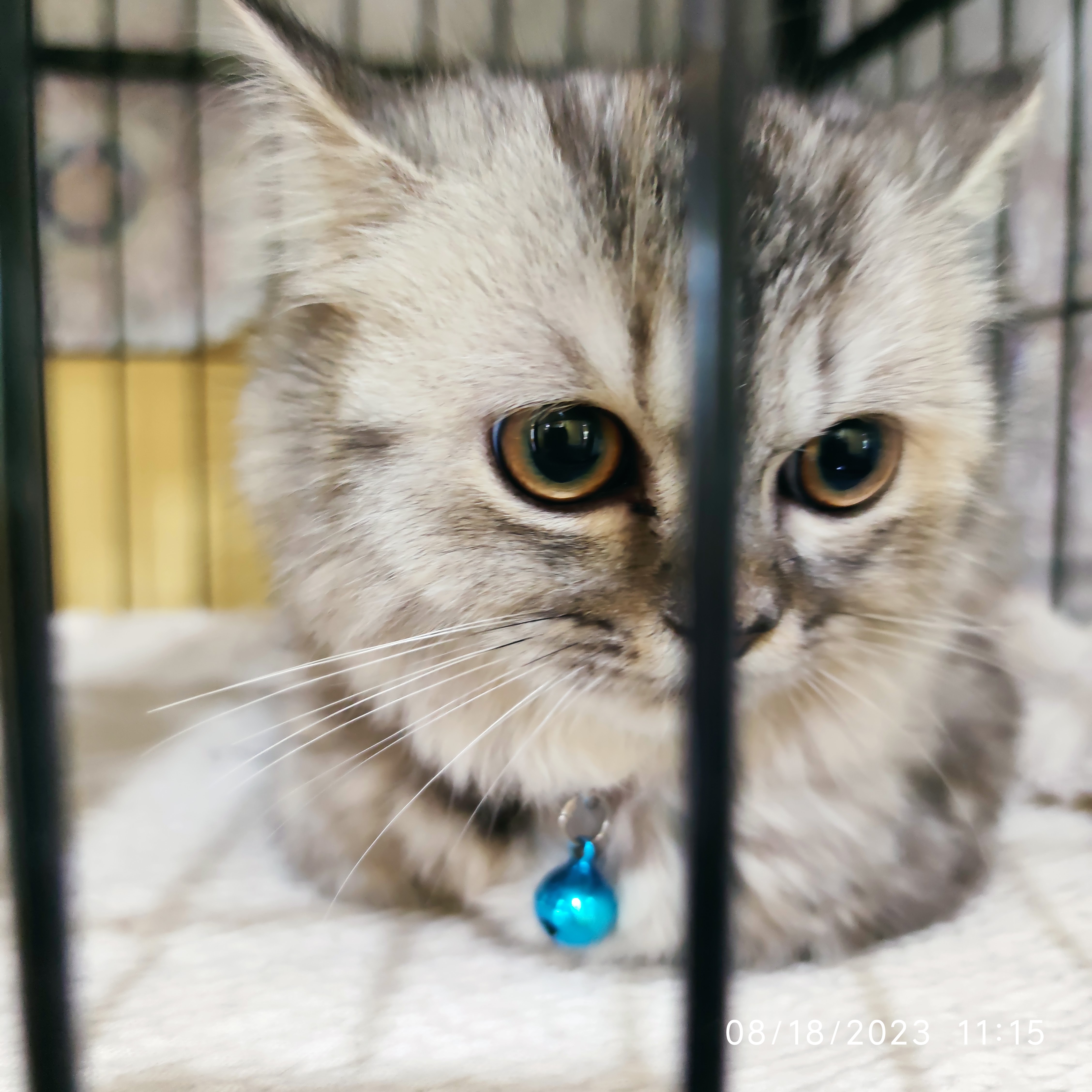 Suwinthawong Pet Hospital