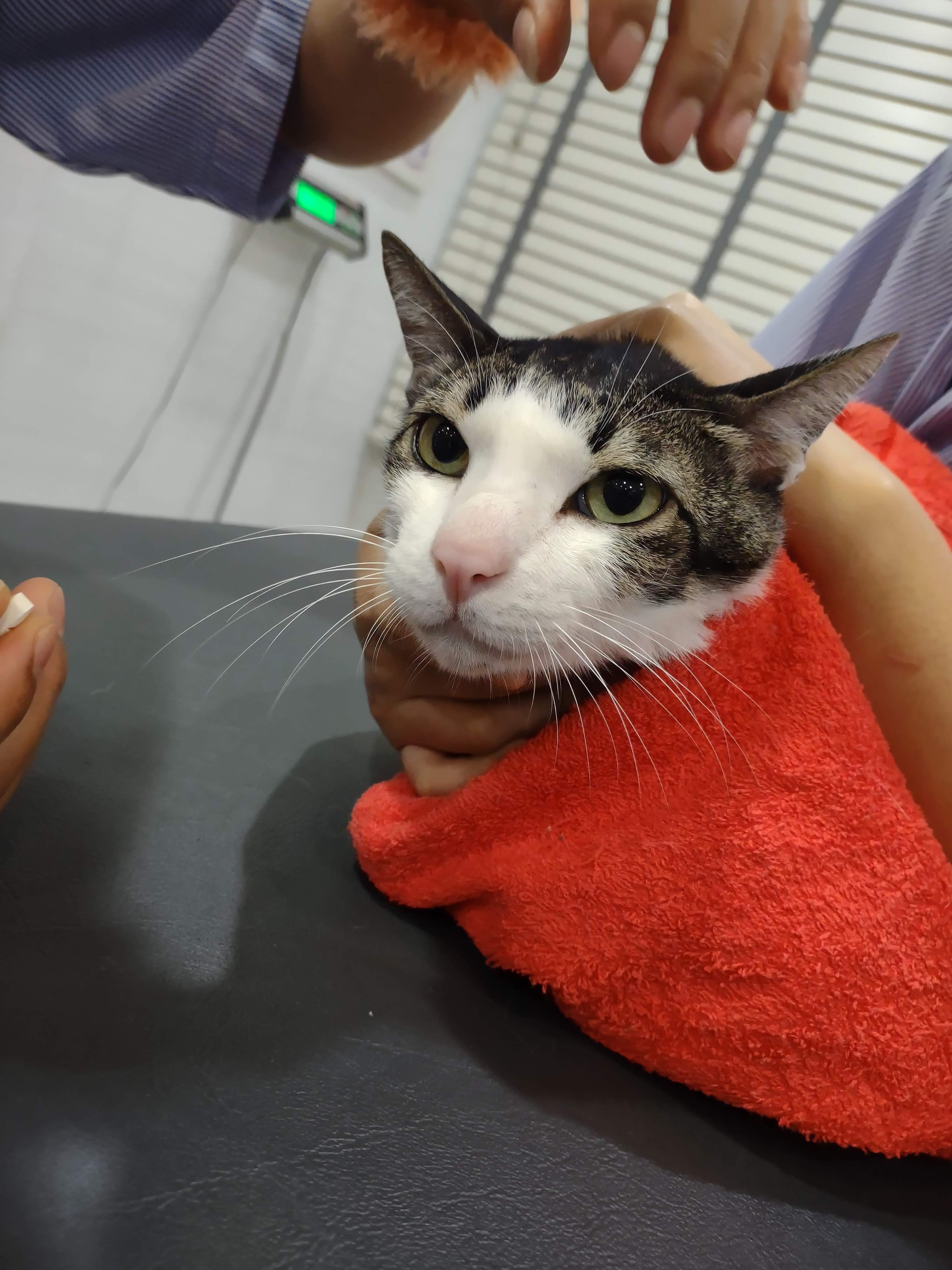 Teparuk Animal Hospital