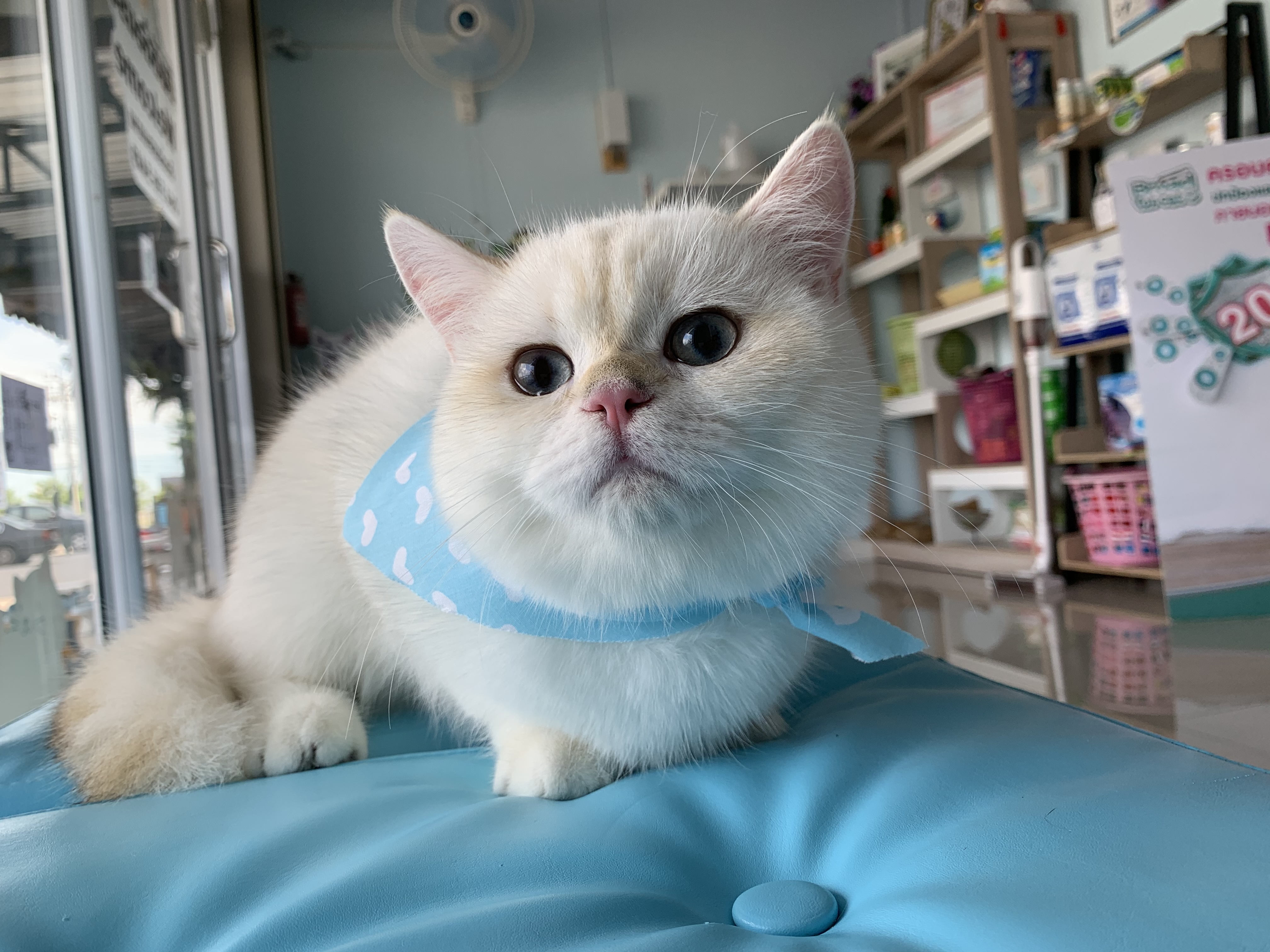The connect pet clinic