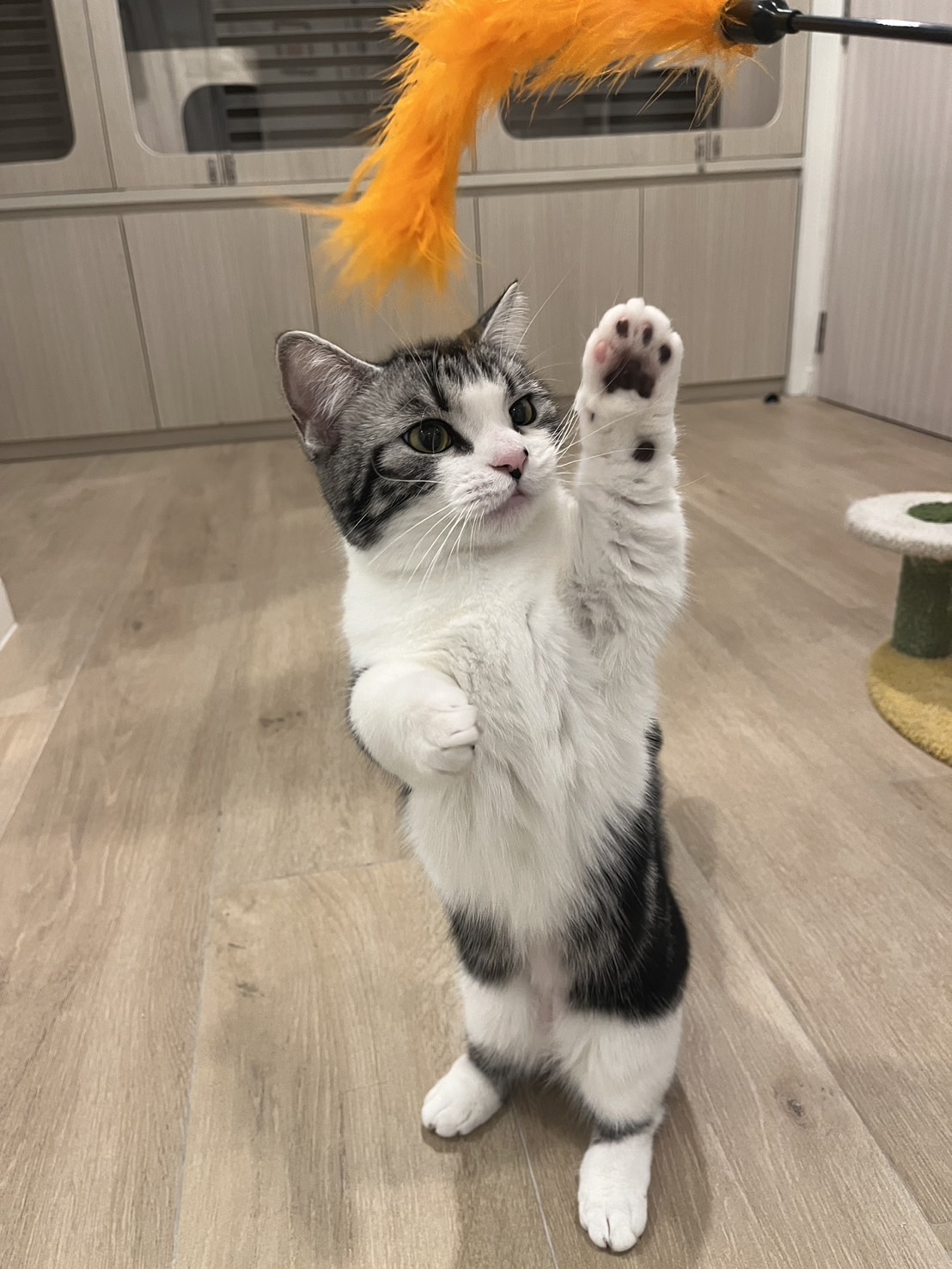 Thonglor Pet Hospital Asoke - Prasarnmit