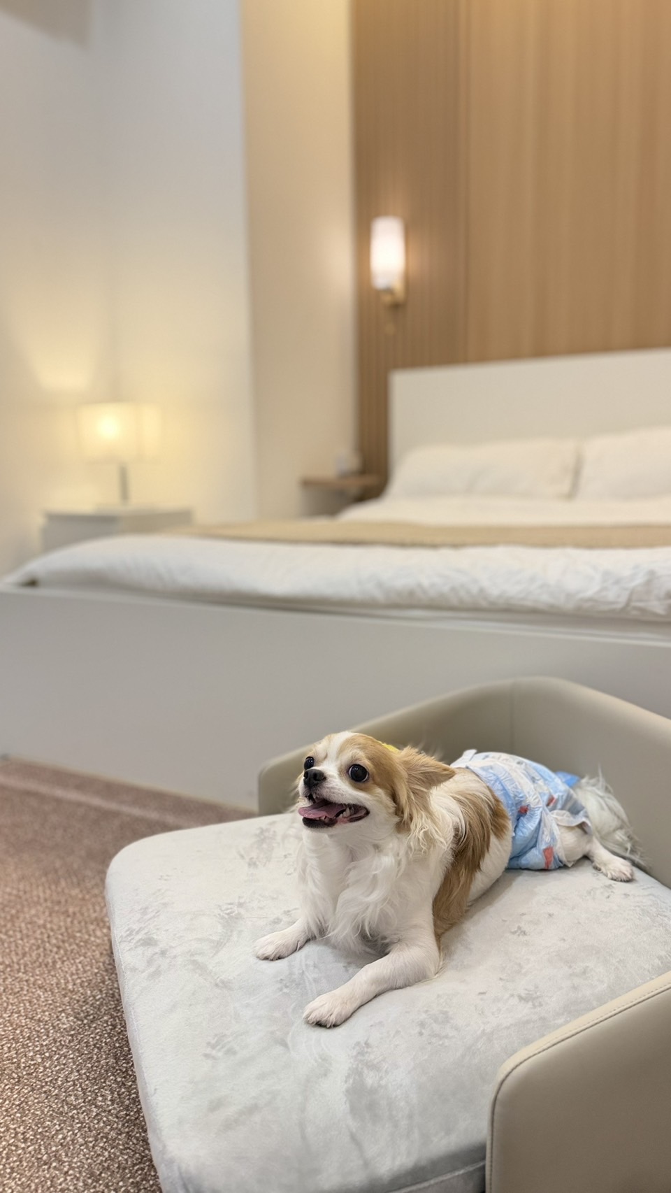 Thonglor Pet Hospital Prachachuen