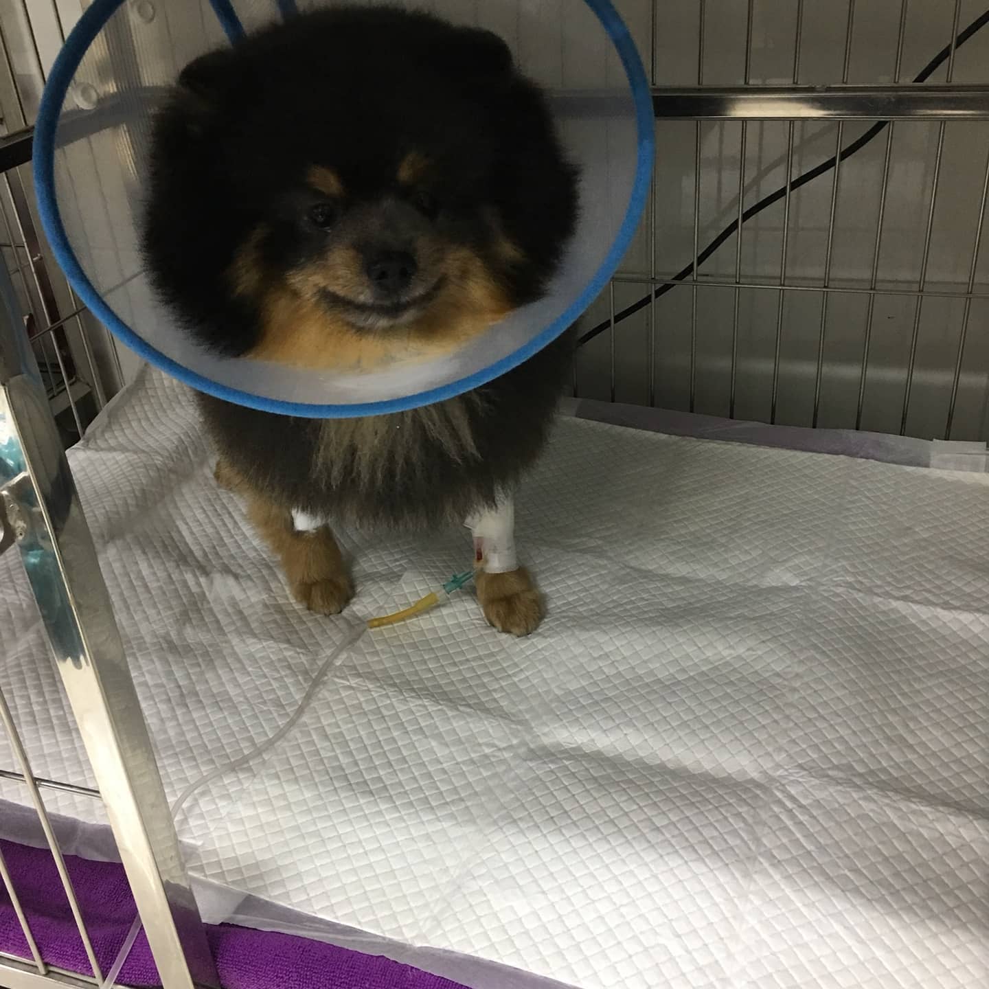 Thonglor Pet Hospital Ramintra