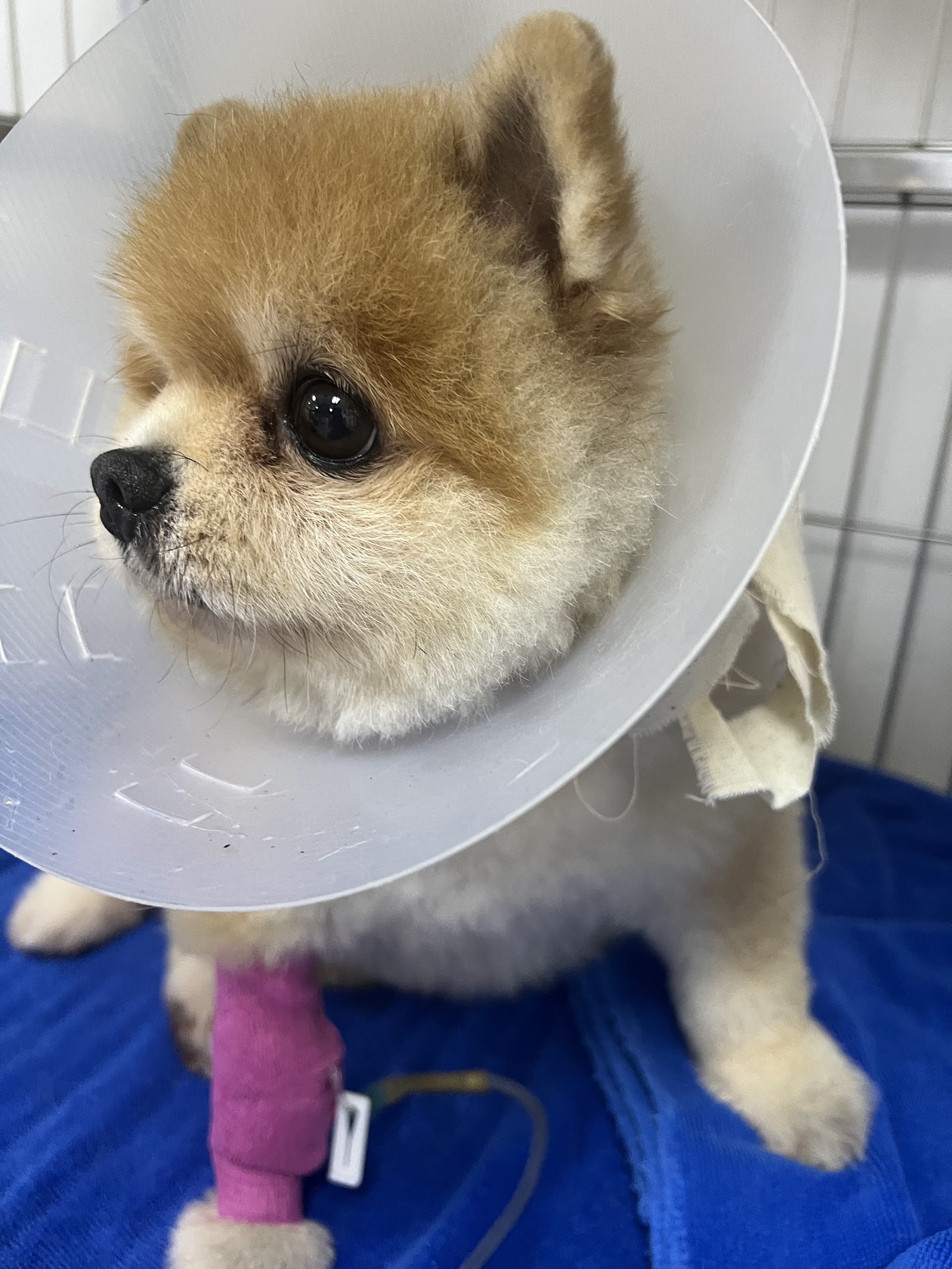 Thonglor Pet Hospital Sathon-Naradhiwas