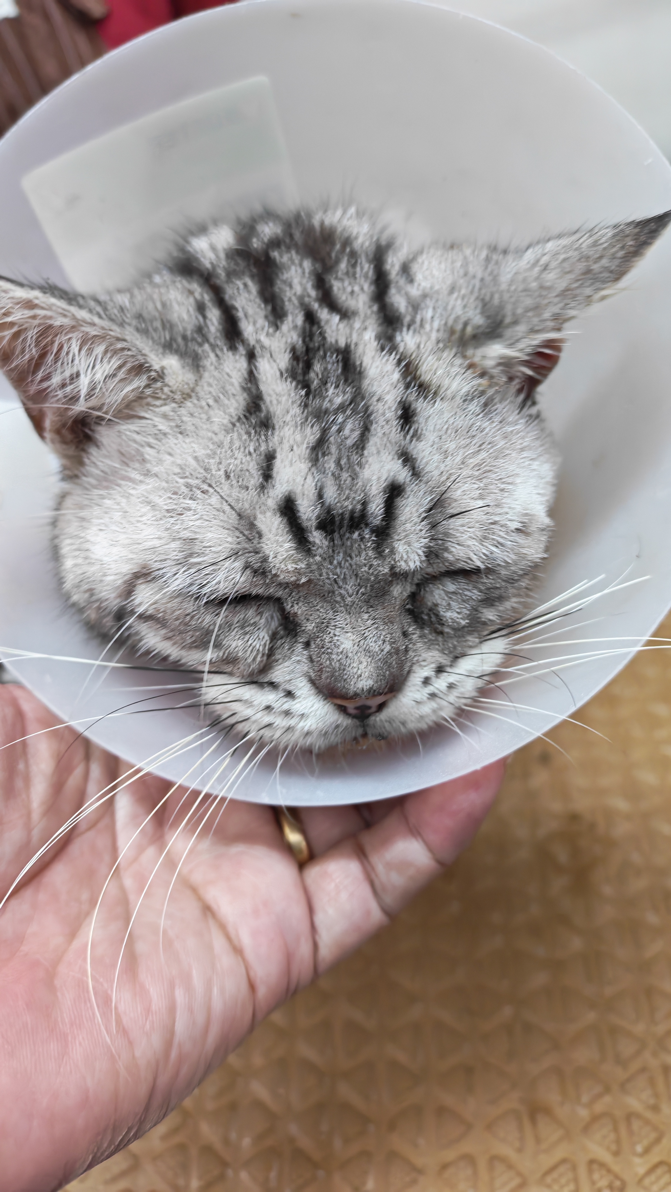 Veterinary Hospital Ramkamhang 60