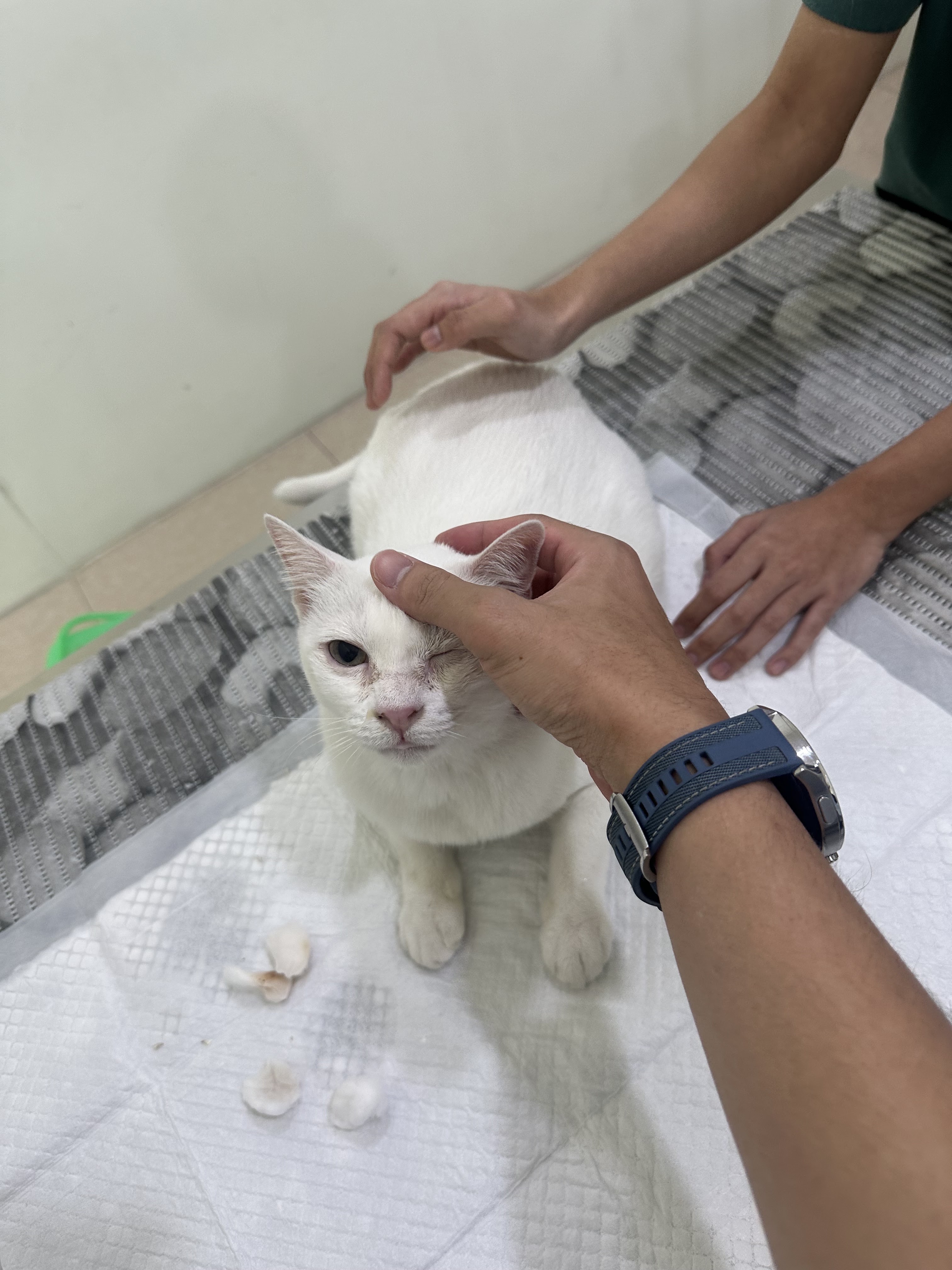 VeTreat Animal Hospital