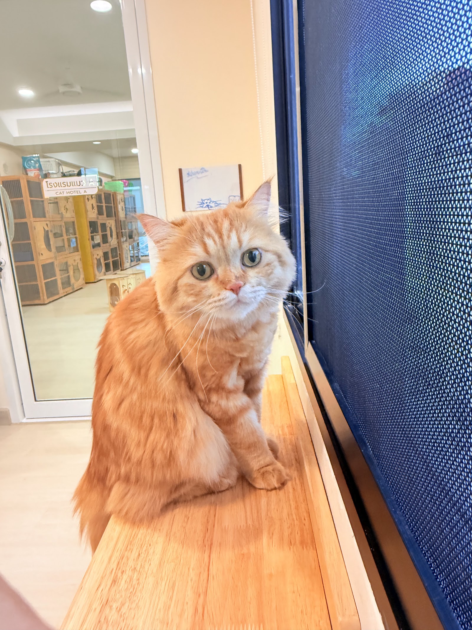 Wipawadee Pet Clinic