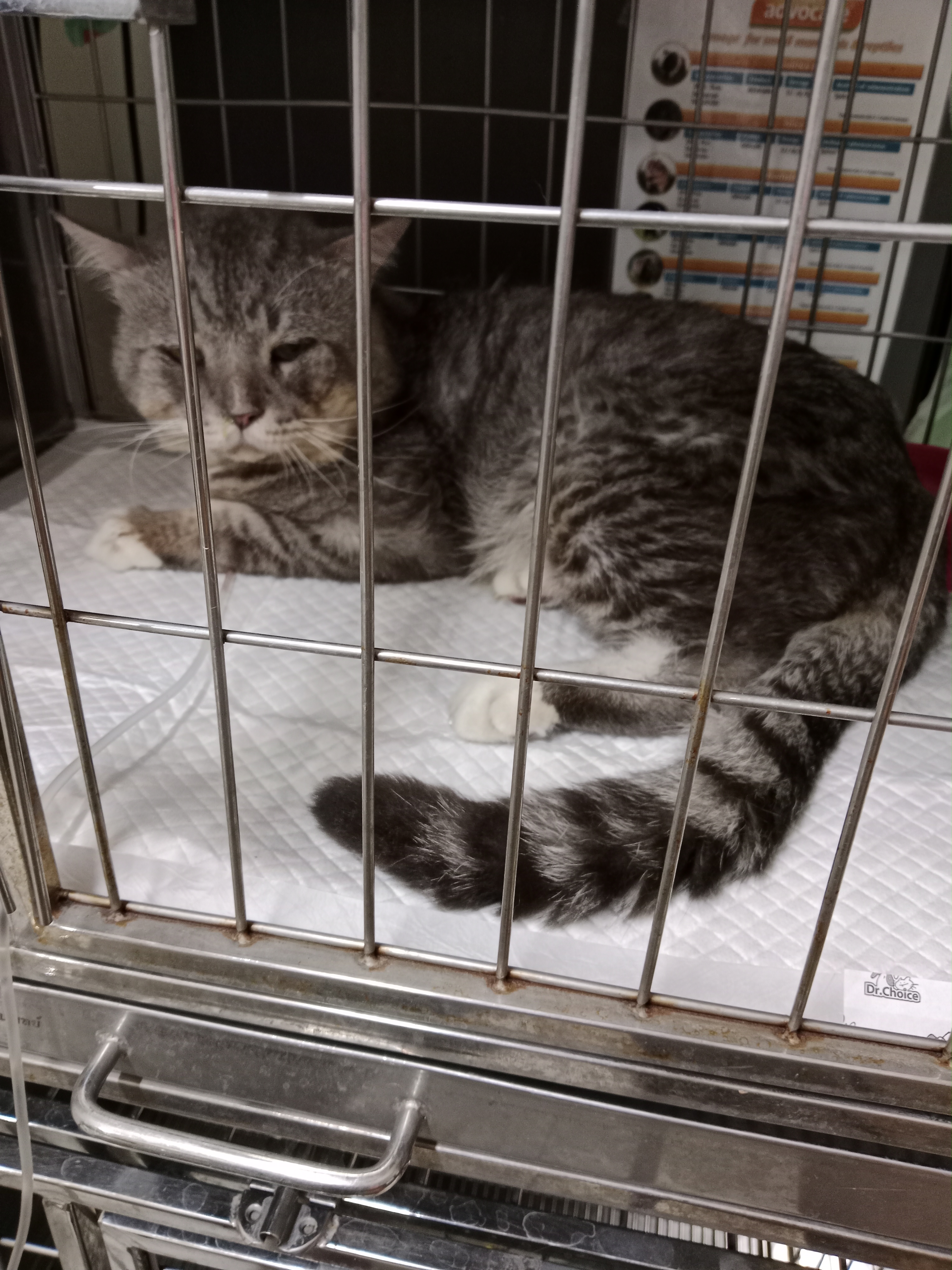 Wongwian Yai Animal Hospital