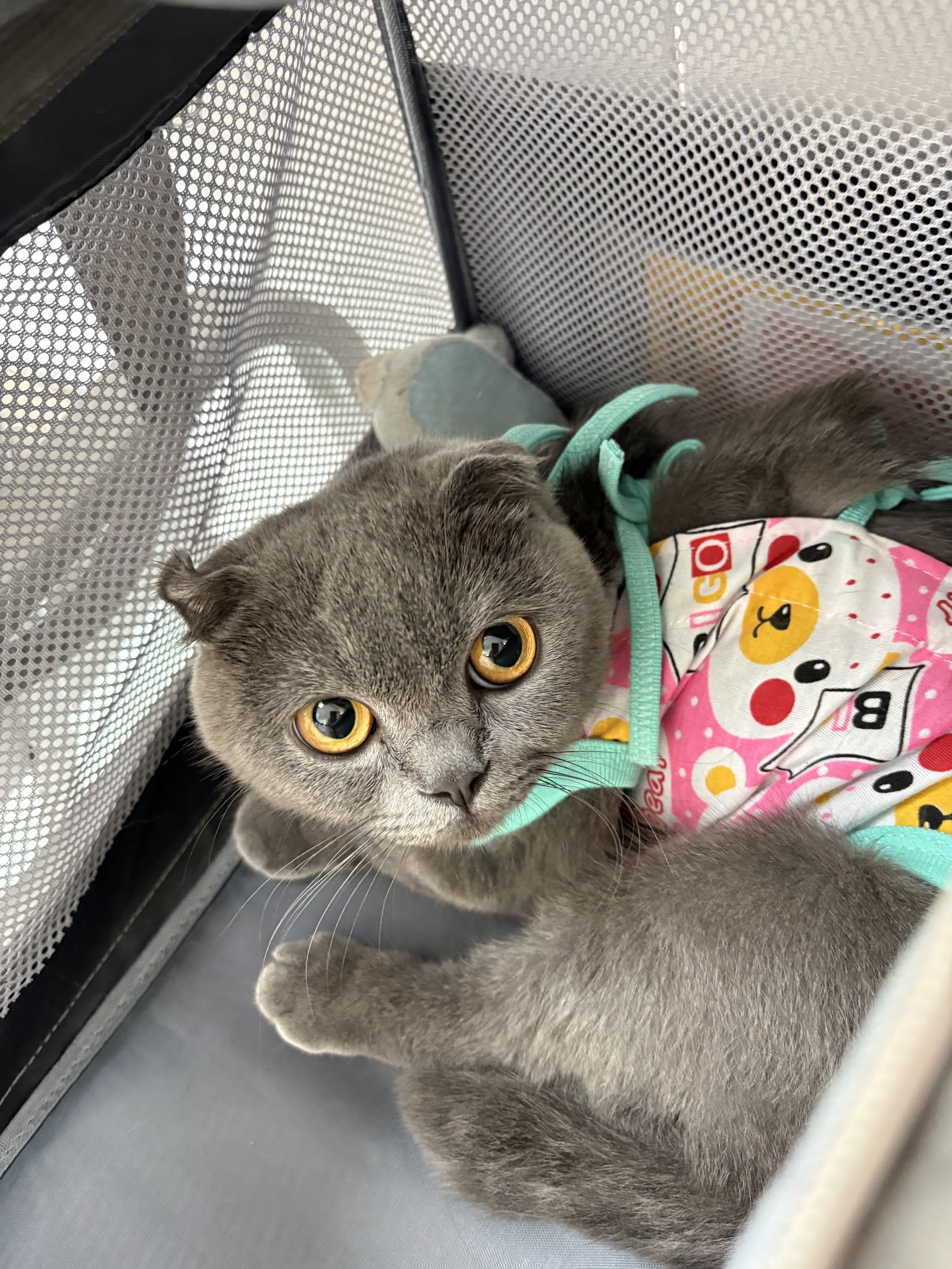 Wutthichai Veterinary