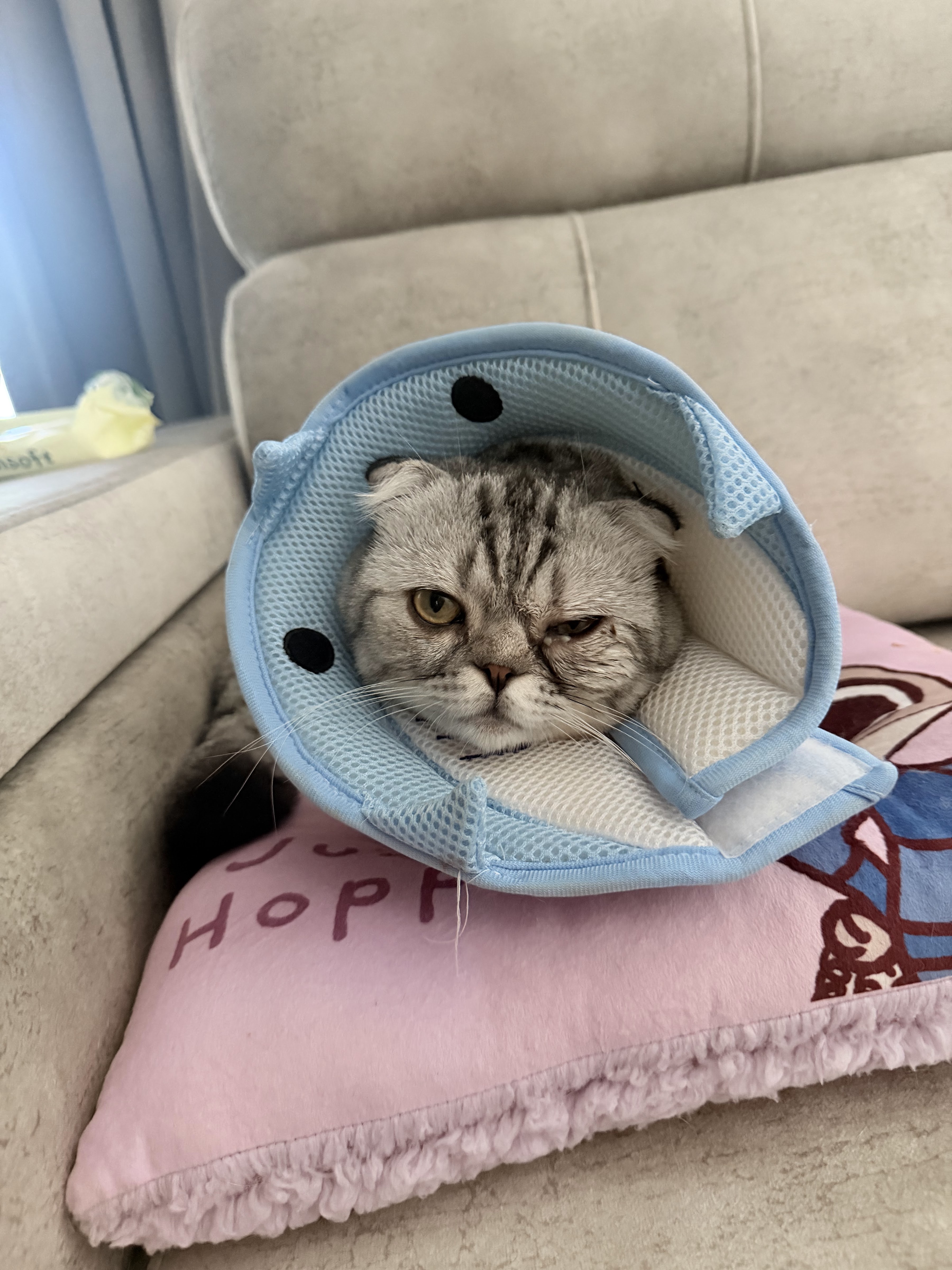 ZenCare Animal Hospital and Pet Grooming