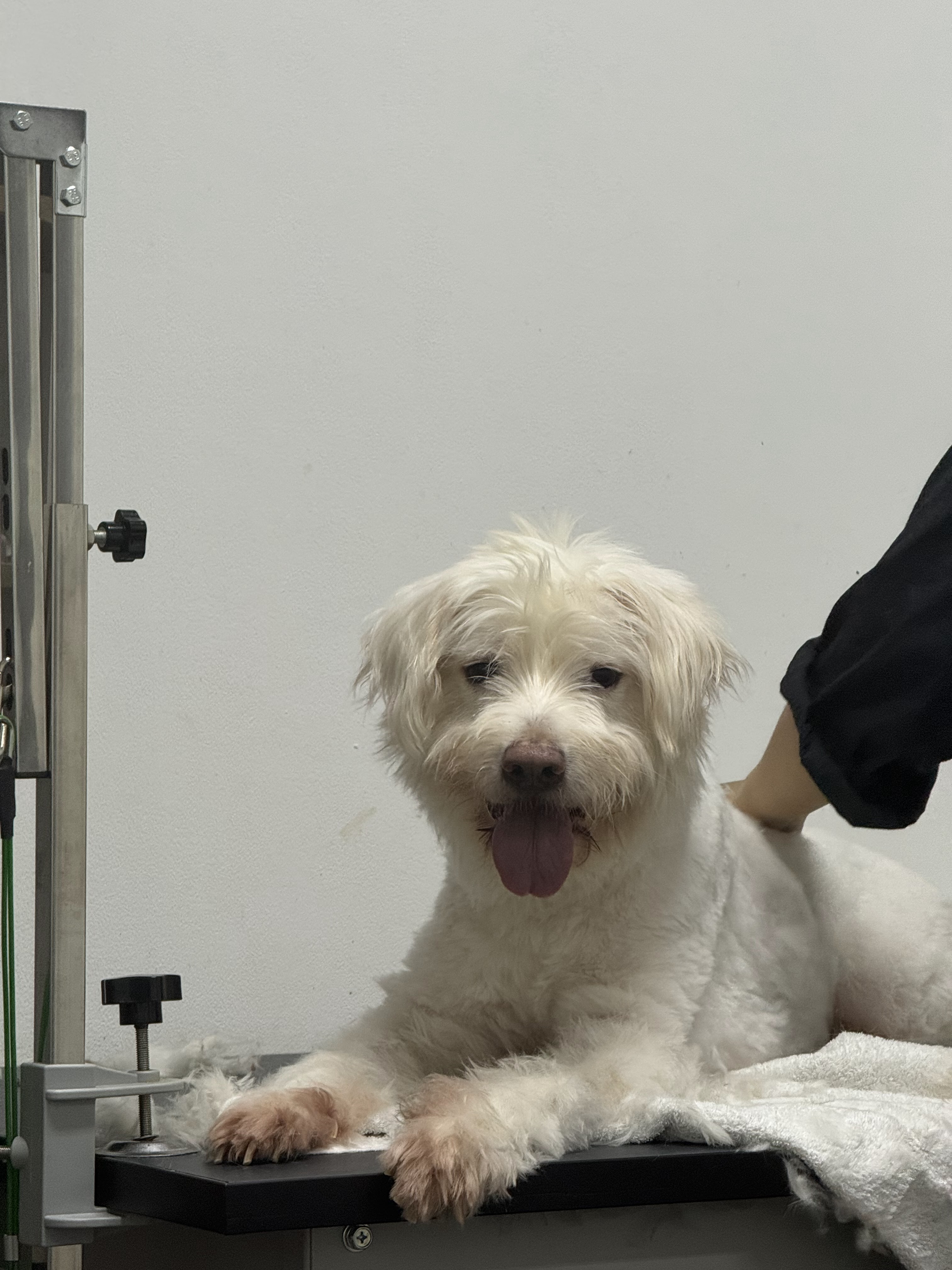 ZenCare Animal Hospital and Pet Grooming