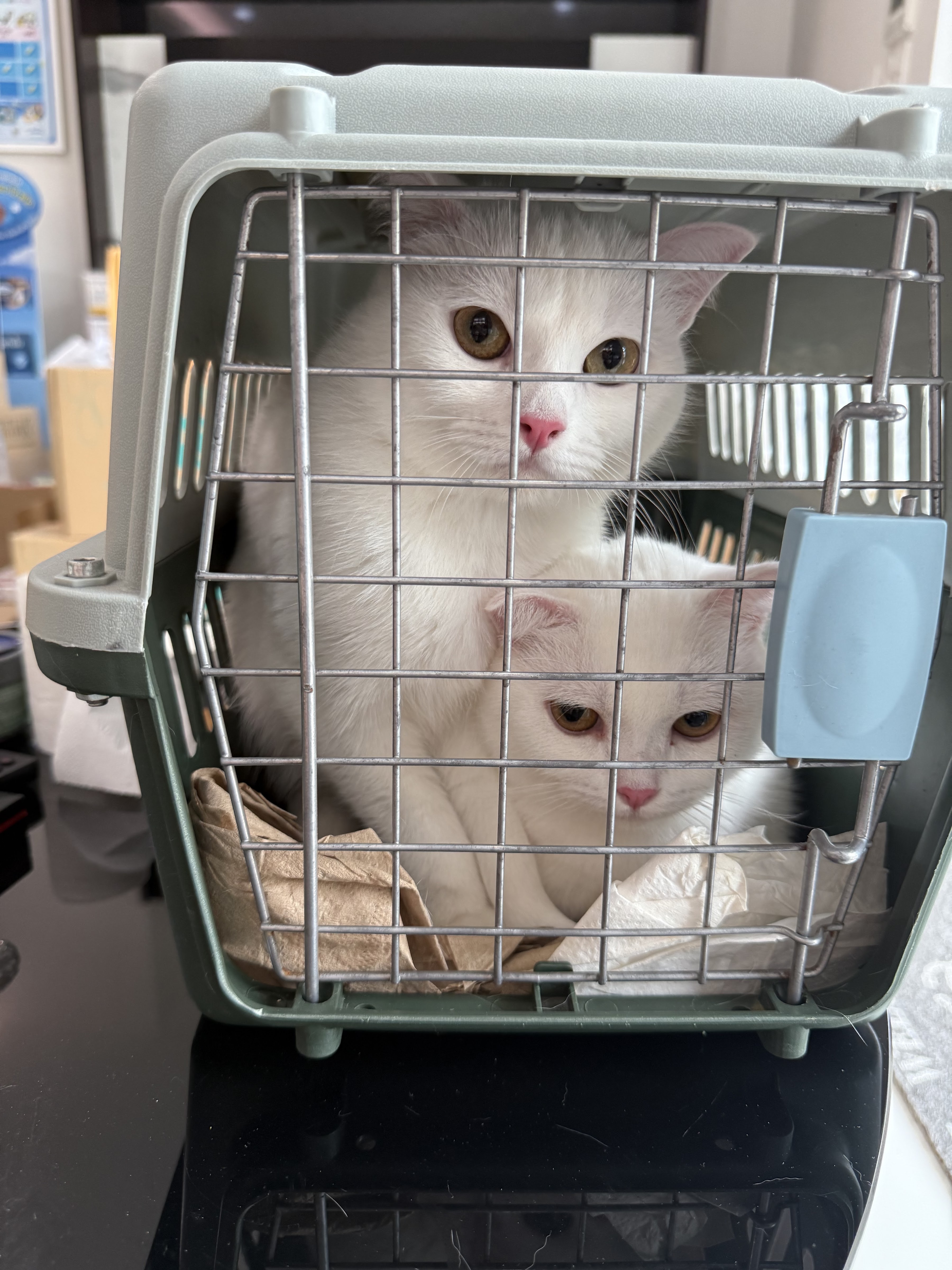 Zocial pet hospital