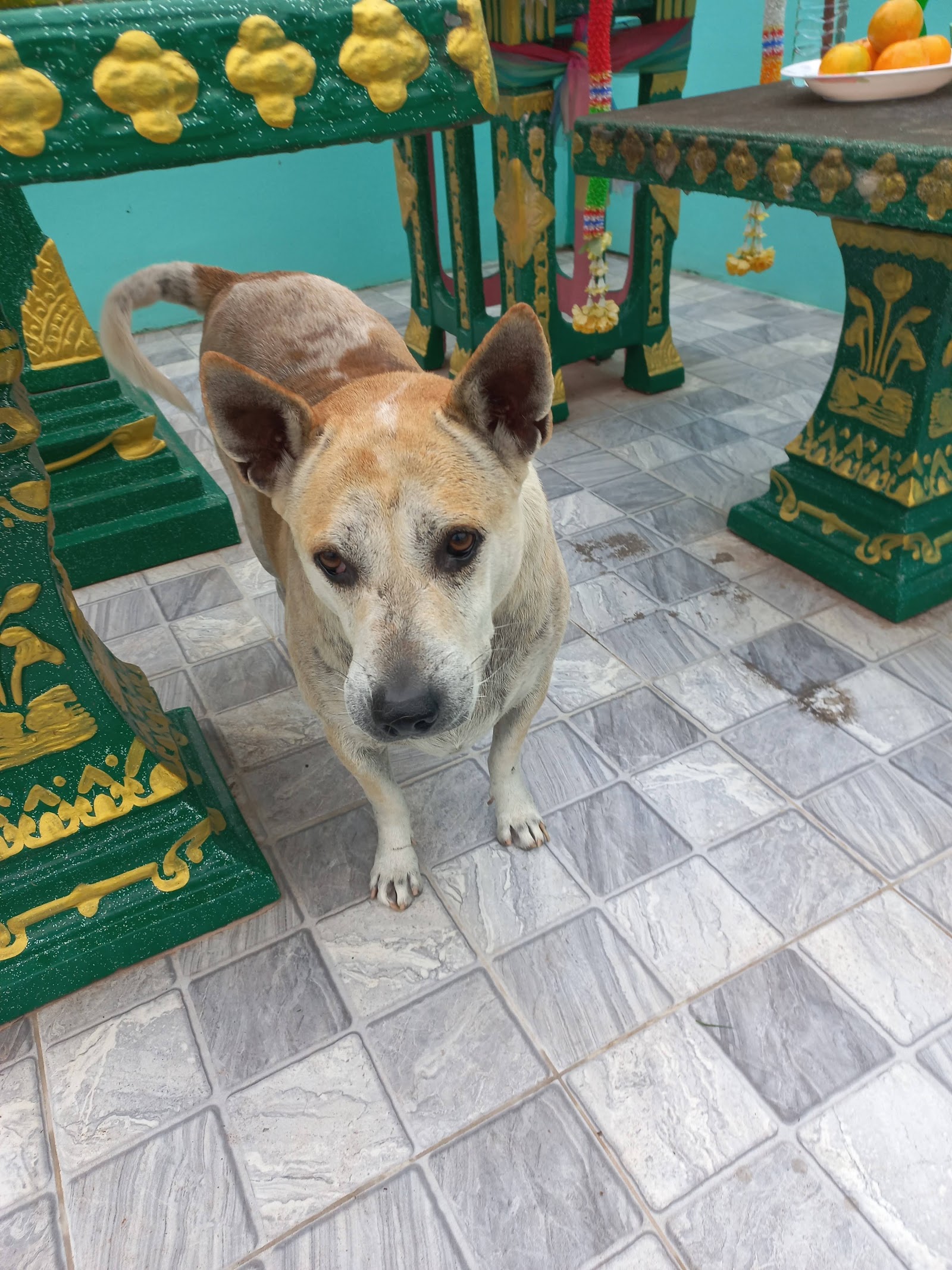 Non Din Daeng Vet Clinic