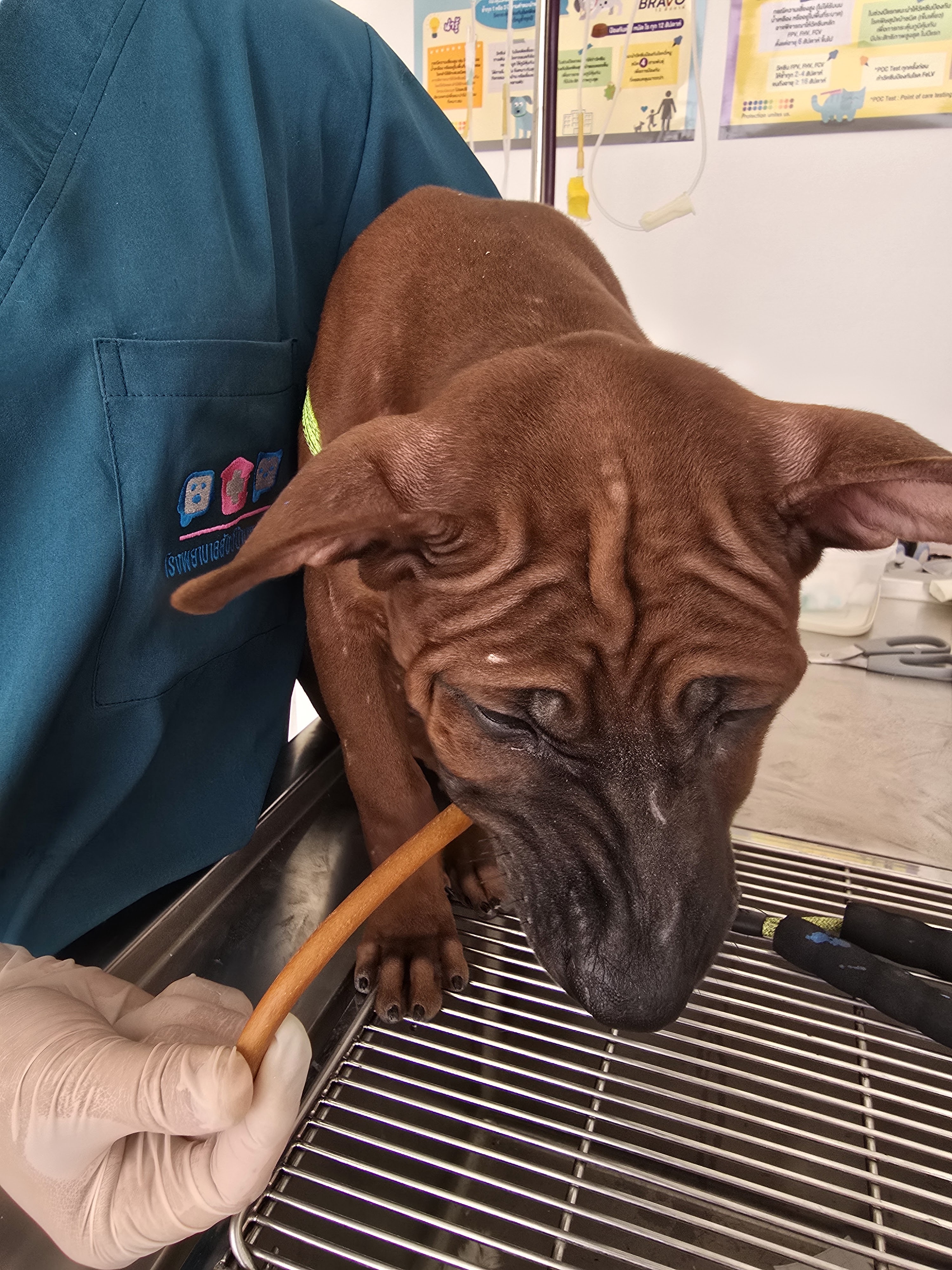 Animal Clinic at Dr. Pop's House (Bang Yap)