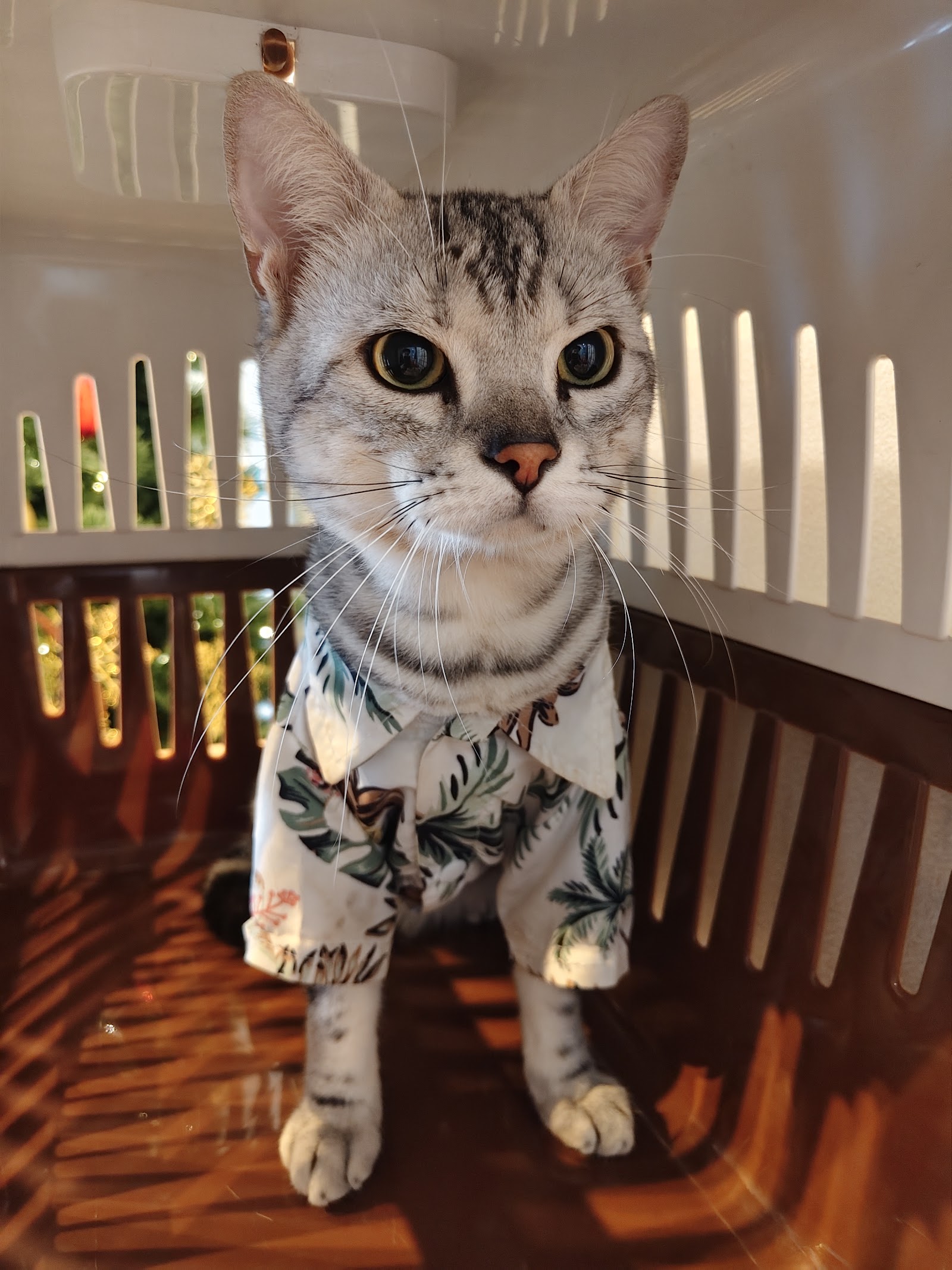 Bang Khla Animal Hospital