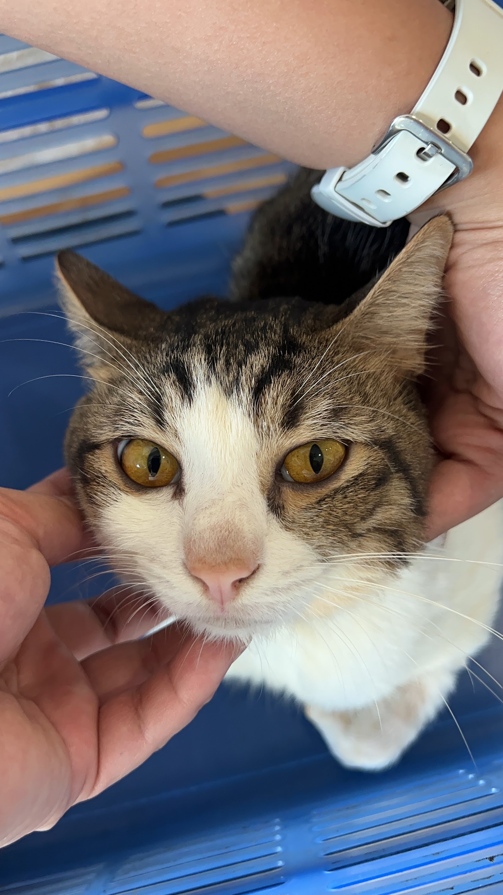 Petburi