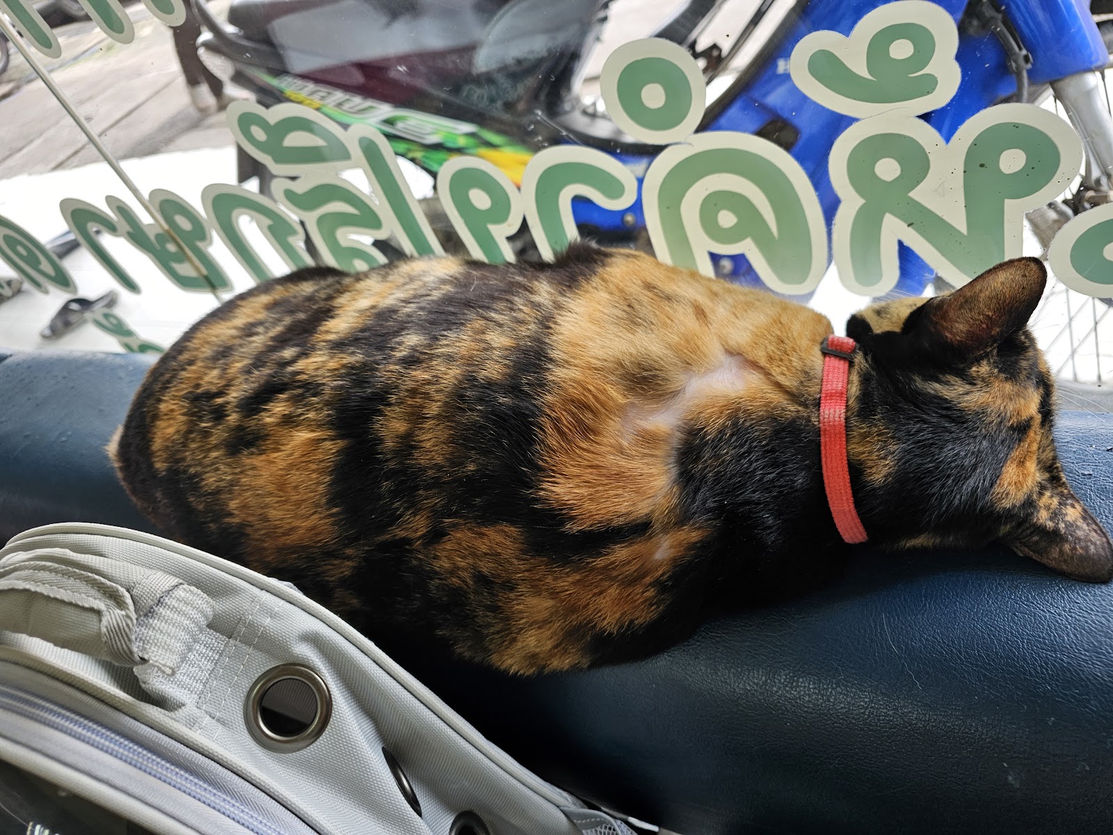 SeeKha Animal Hospital