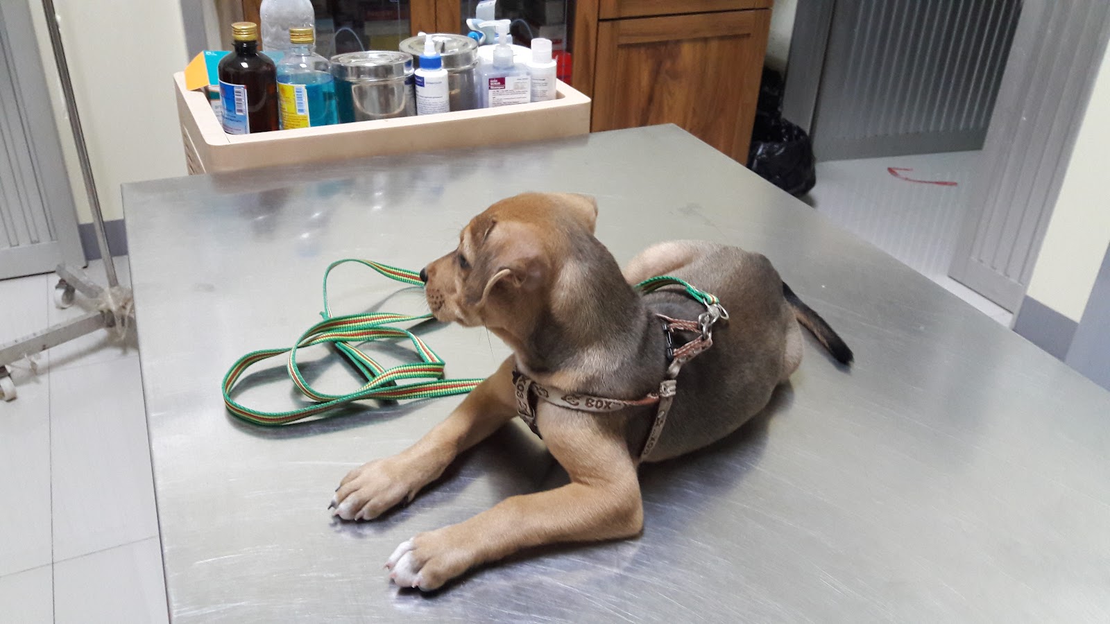 SeeKha Animal Hospital