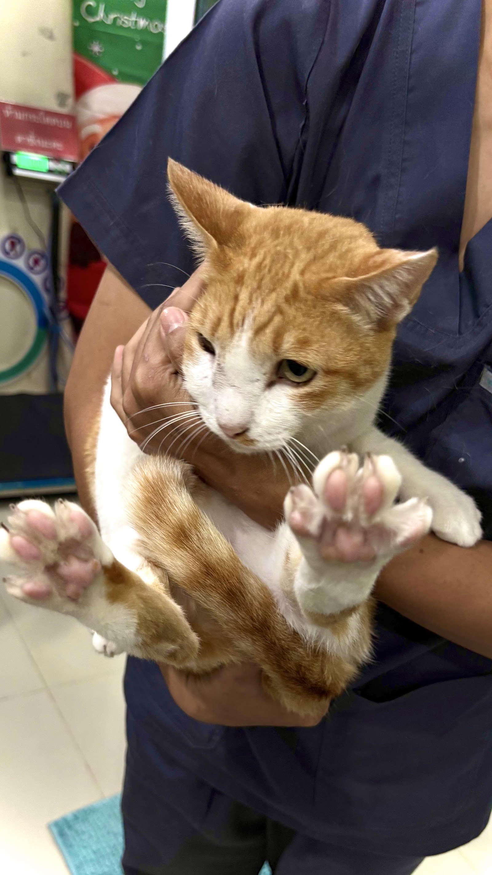 Doctor Pat treats animals