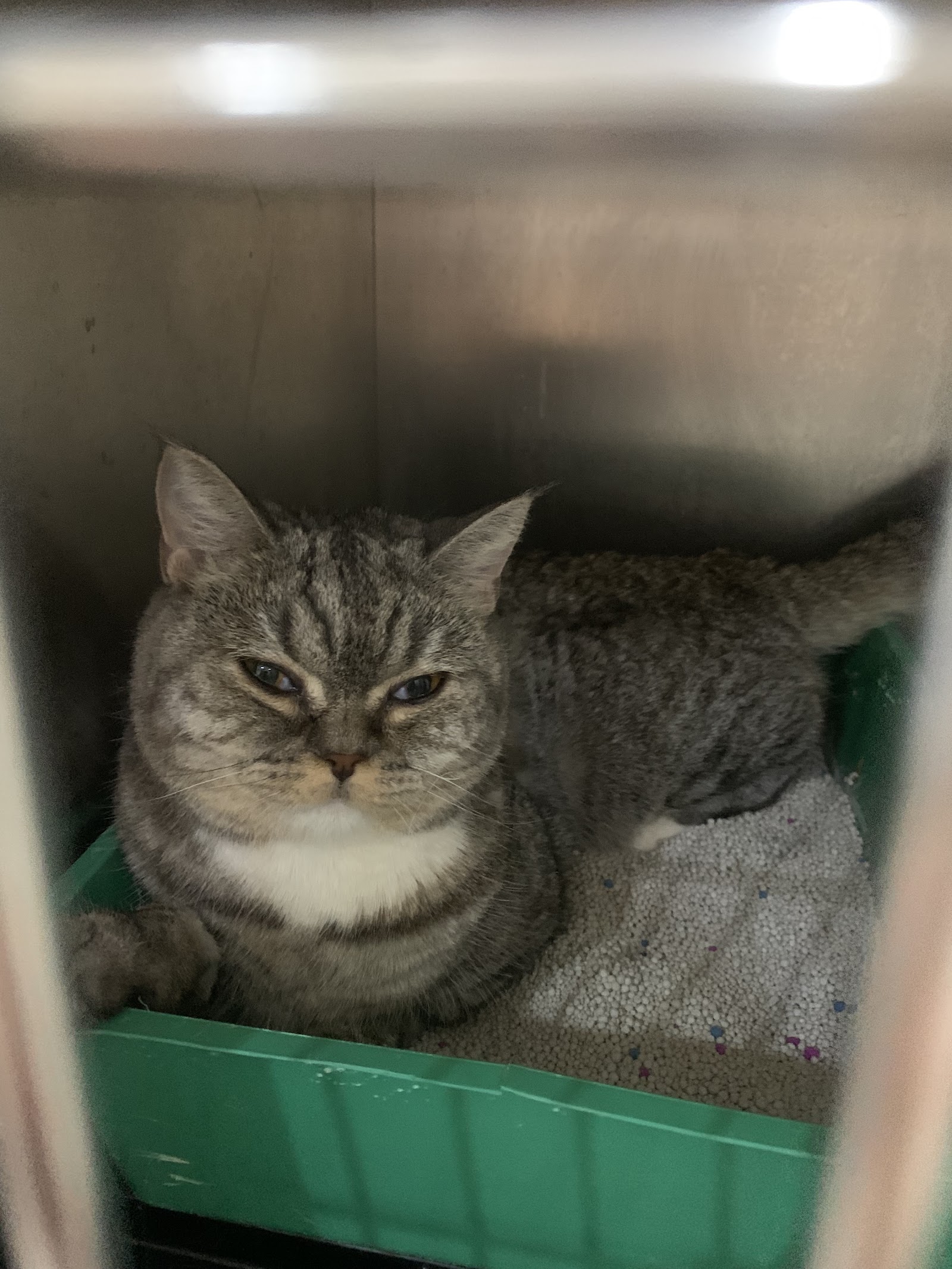 MJ PETS HOSPITAL