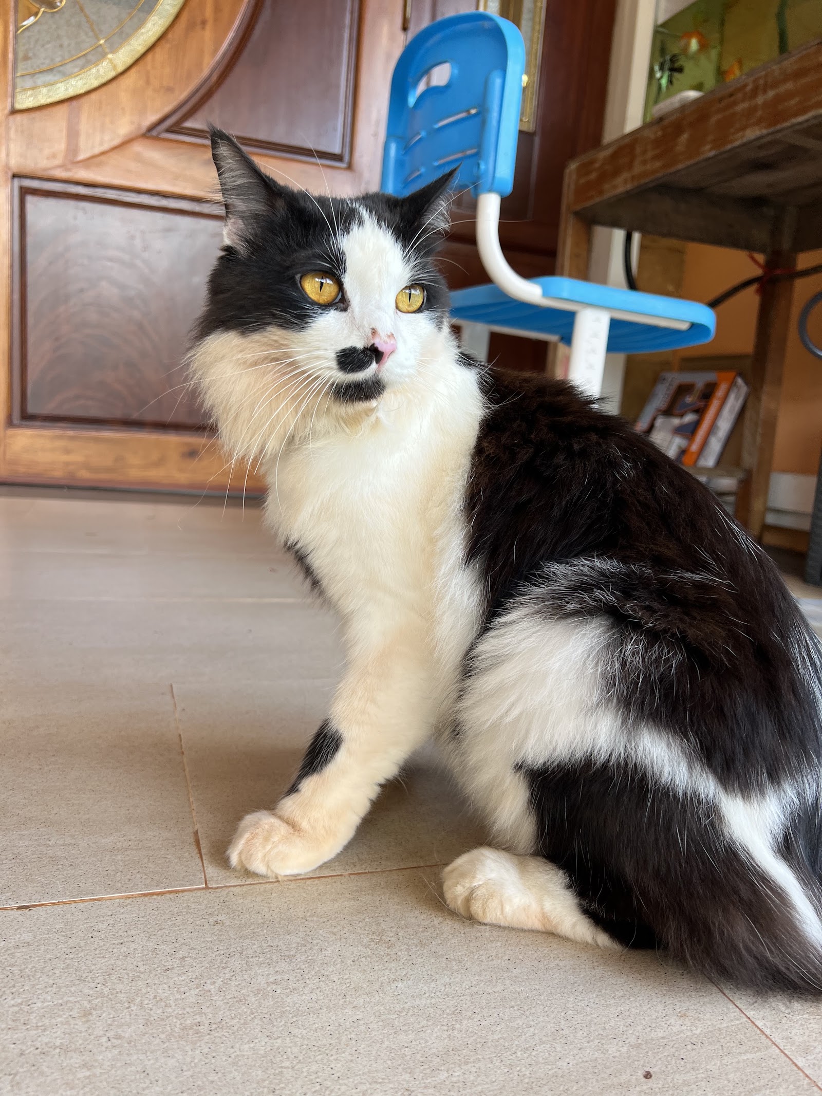 Nayaiarm animal hospital