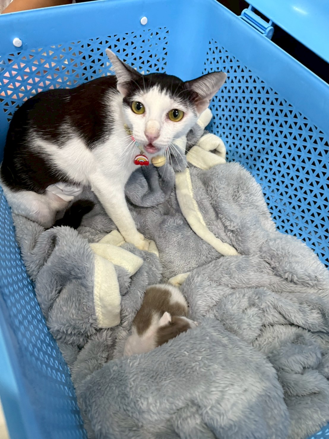 Provet animal hospital chanthaburi
