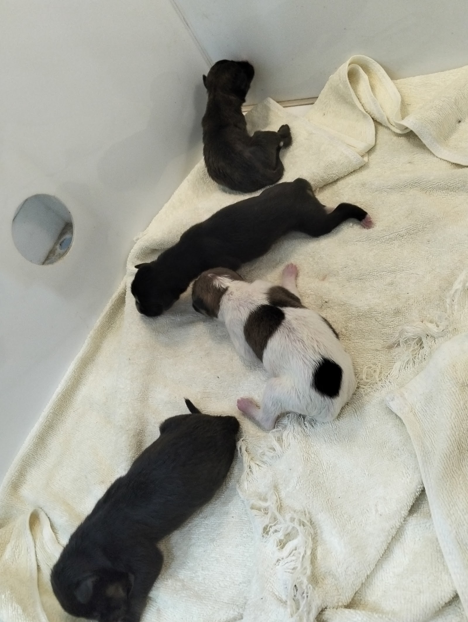 Provet animal hospital chanthaburi