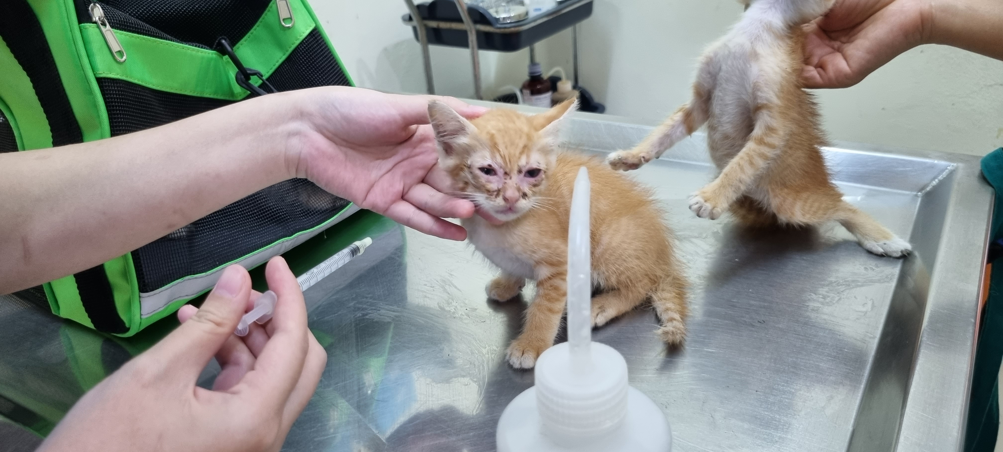 Happy Animal Hospital